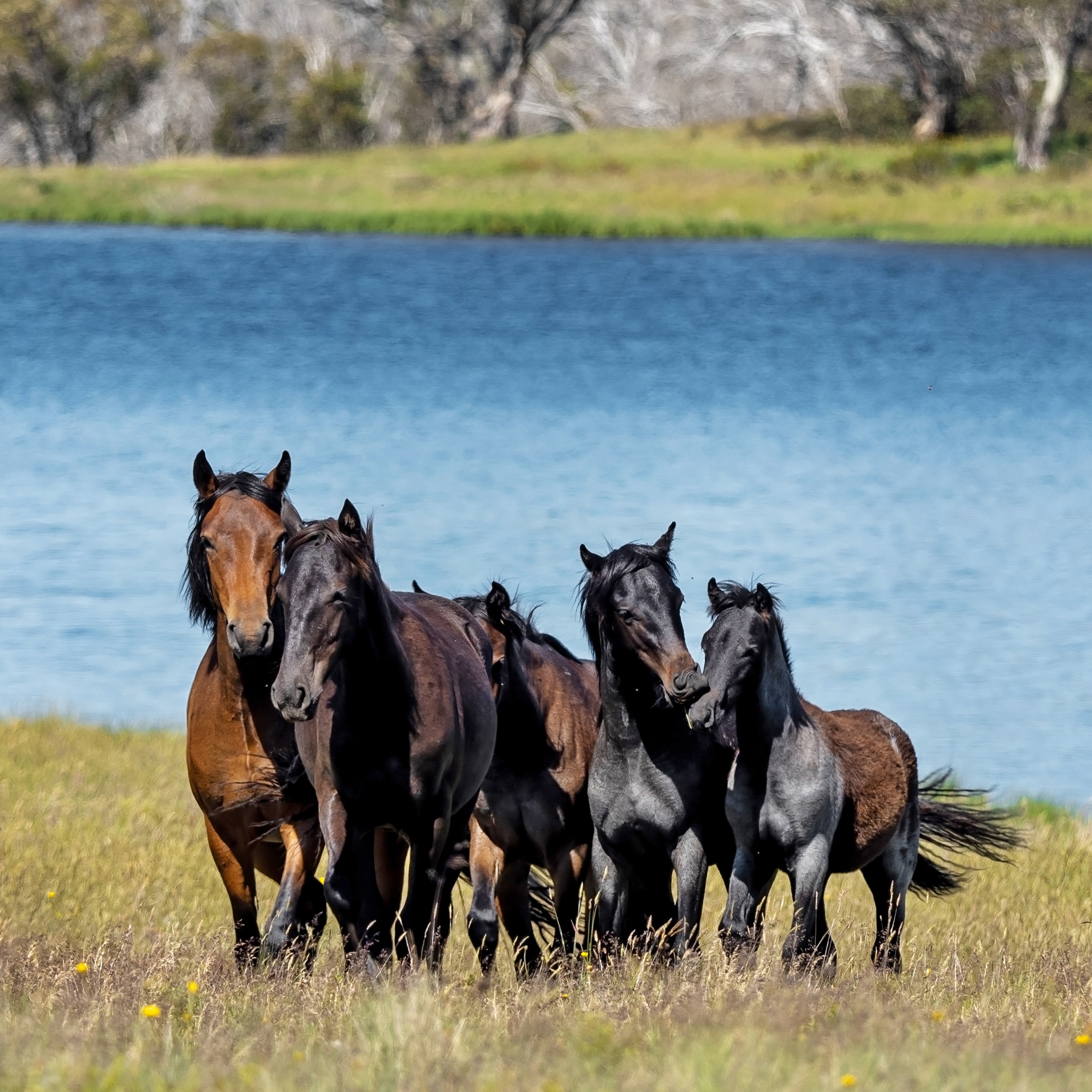 2025 Wild Horses (The Brumby) - Square Wall Calendar