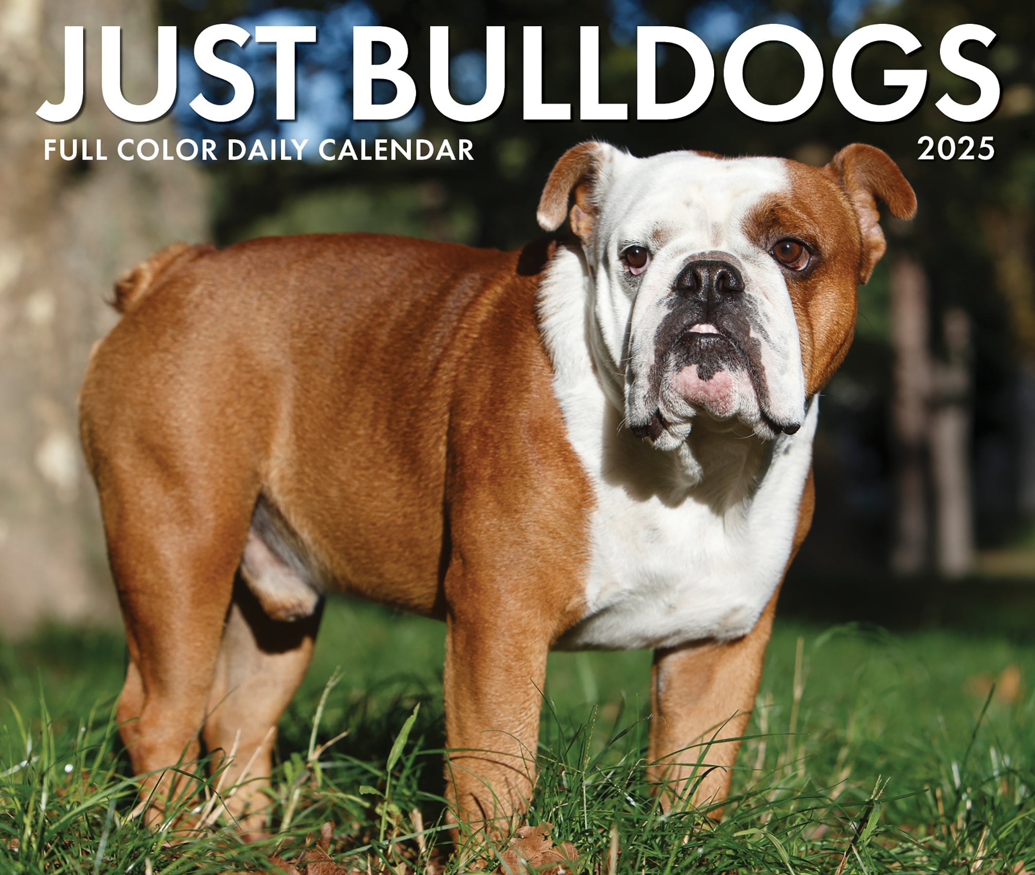 2025 Bulldogs - Daily Boxed Page-A-Day Calendar (US Only)