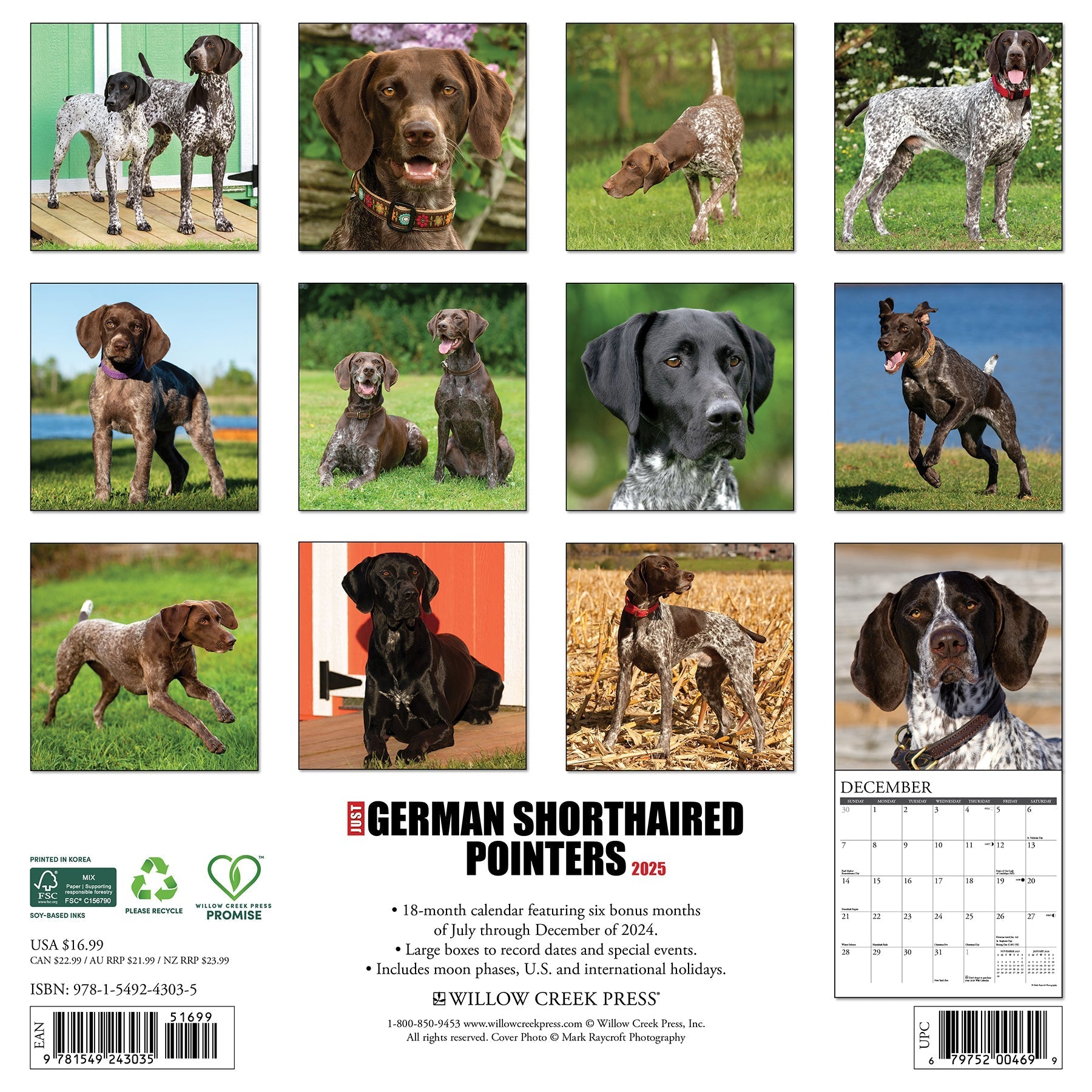 2025 German Shorthaired Pointers - Square Wall Calendar (US Only)