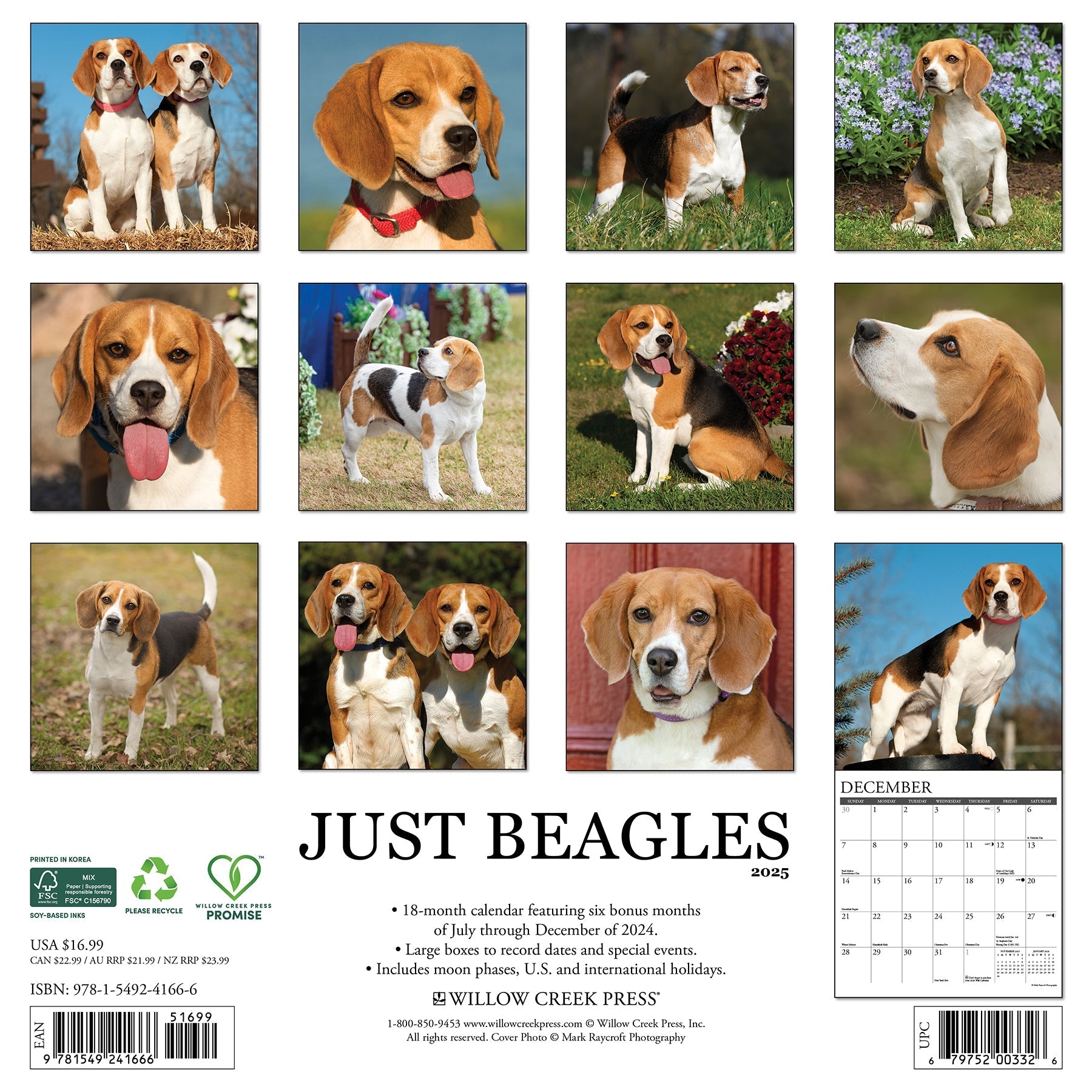 2025 Beagles - Square Wall Calendar (US Only)