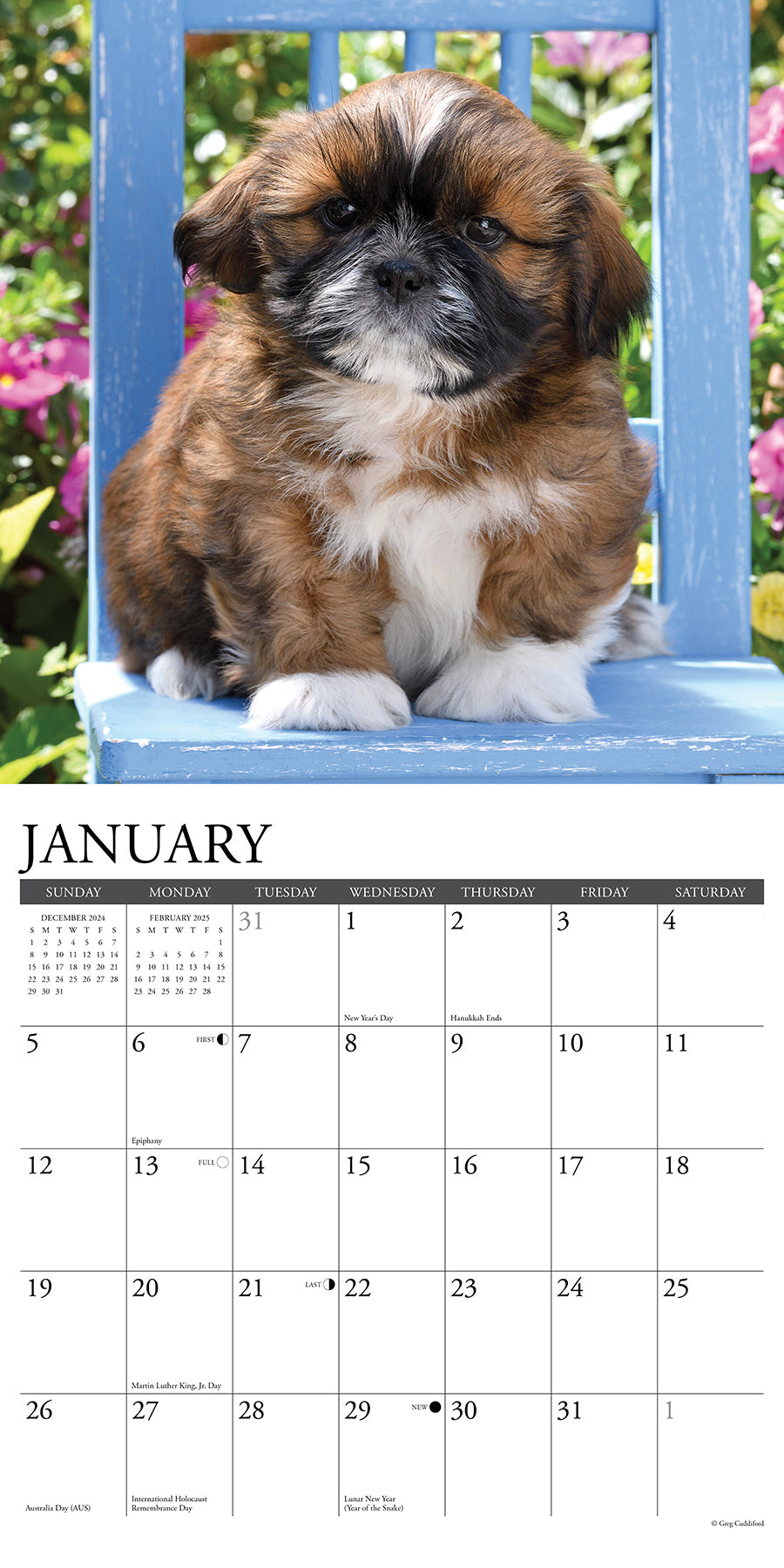 2025 Shih Tzu Puppies - Square Wall Calendar (US Only)