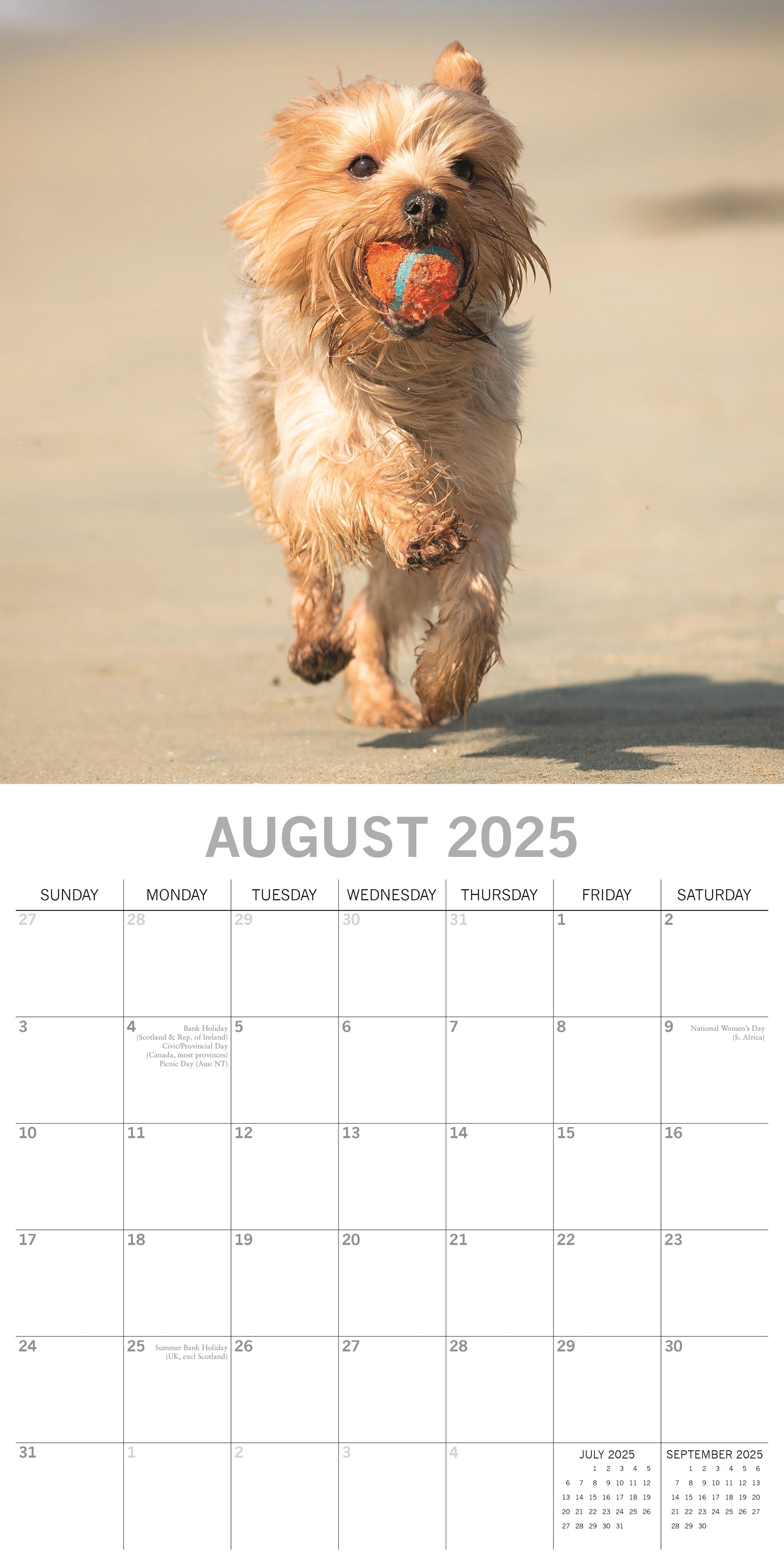 2025 Yorkshire Terriers - Square Wall Calendar