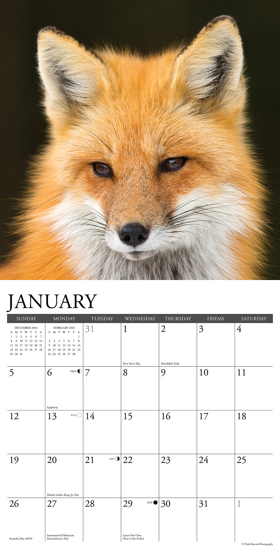 2025 Foxes - Square Wall Calendar (US Only)