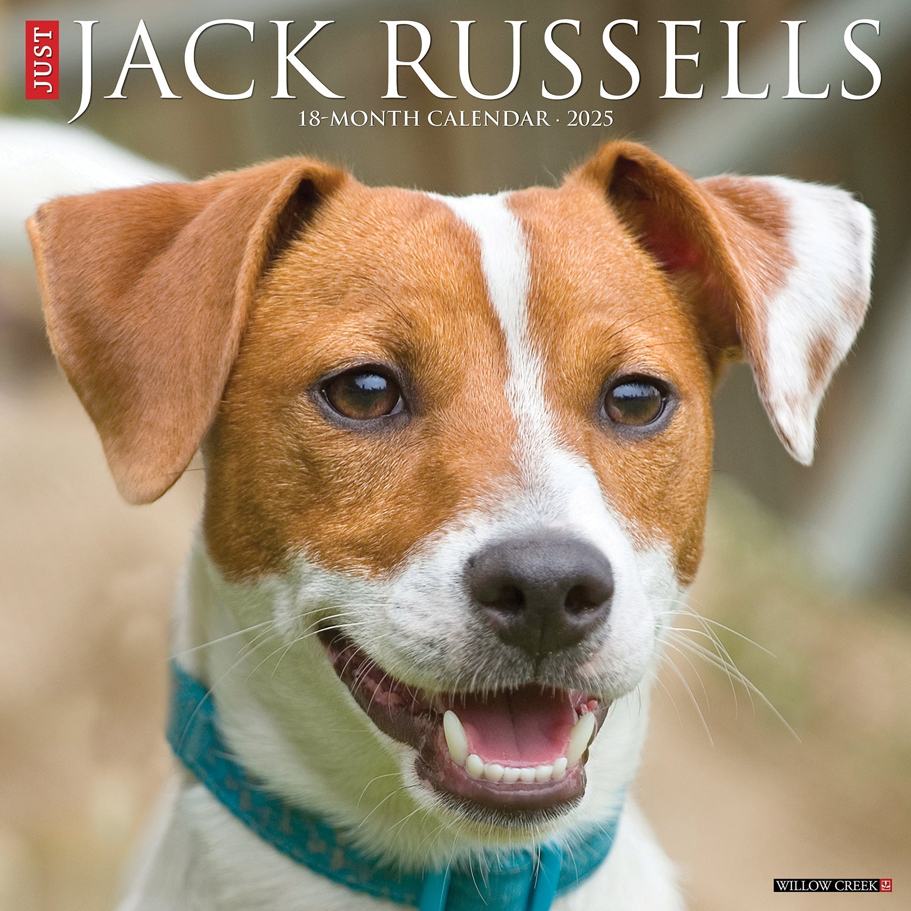 2025 Jack Russells - Square Wall Calendar (US Only)