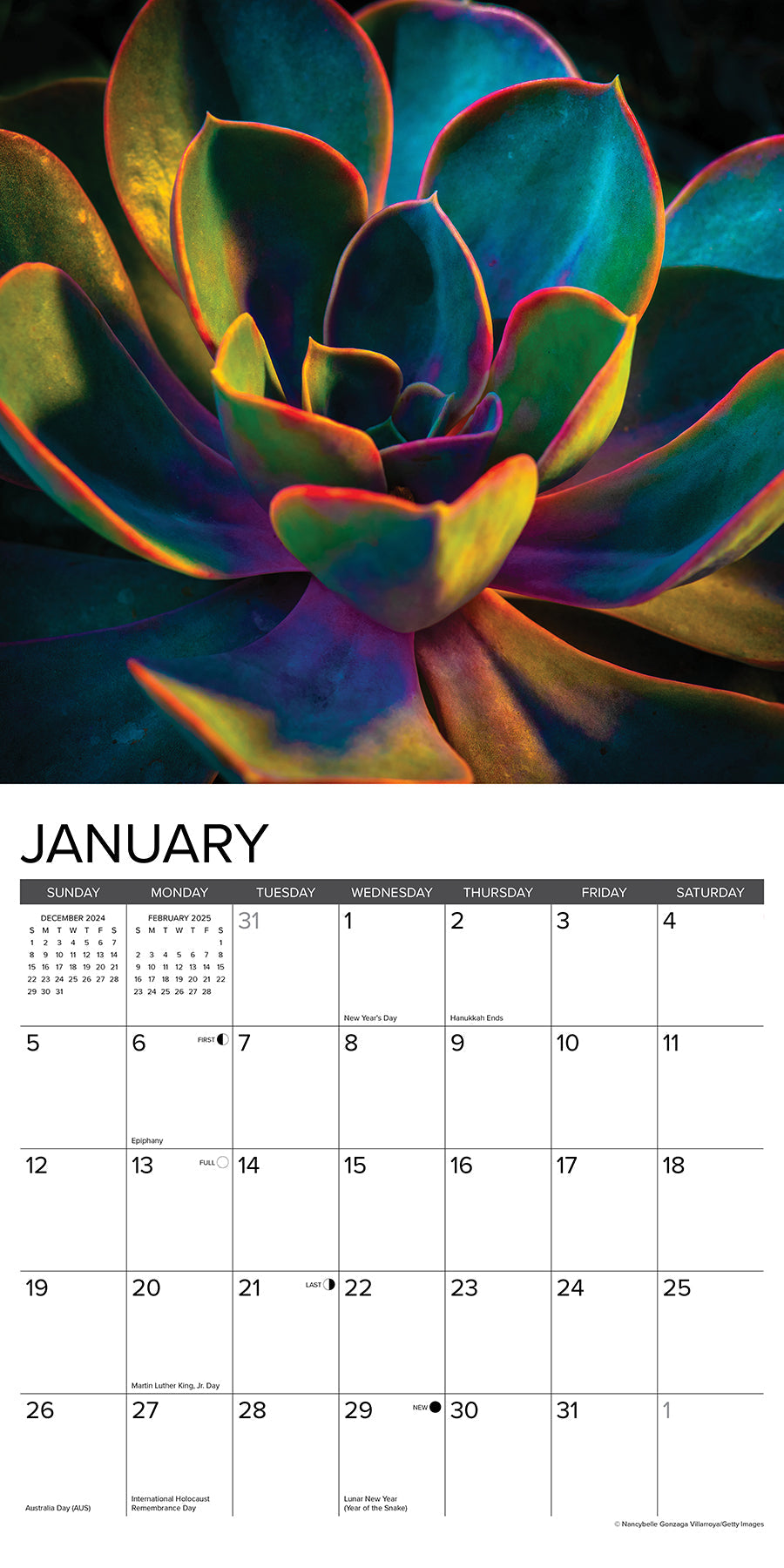 2025 Succulents - Square Wall Calendar (US Only)