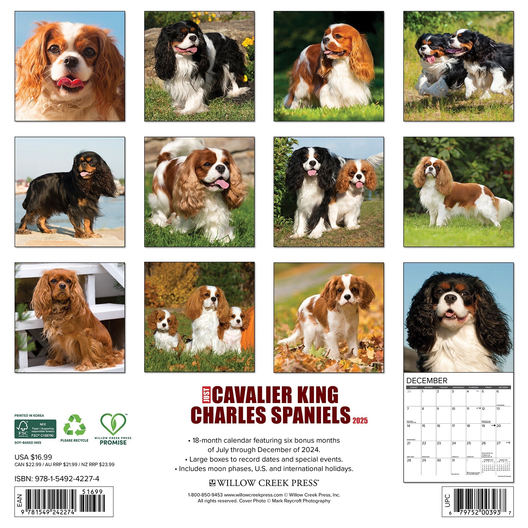 2025 Cavalier King Charles Spaniels - Square Wall Calendar (US Only)