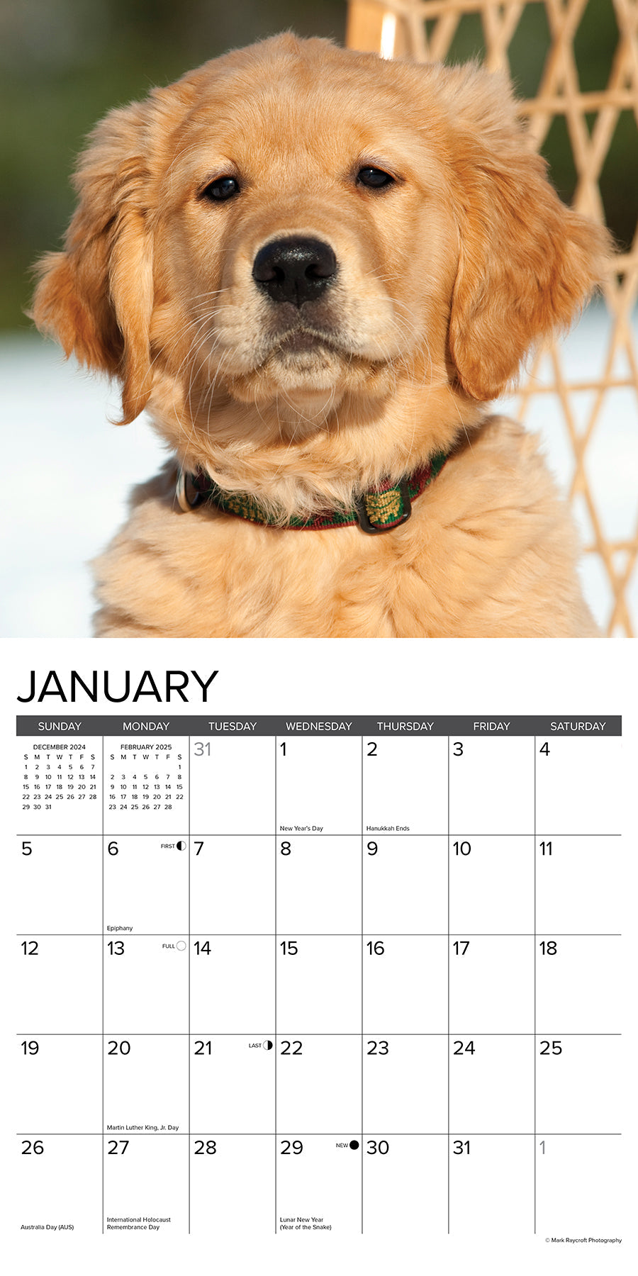 2025 Golden Puppies - Square Wall Calendar (US Only)