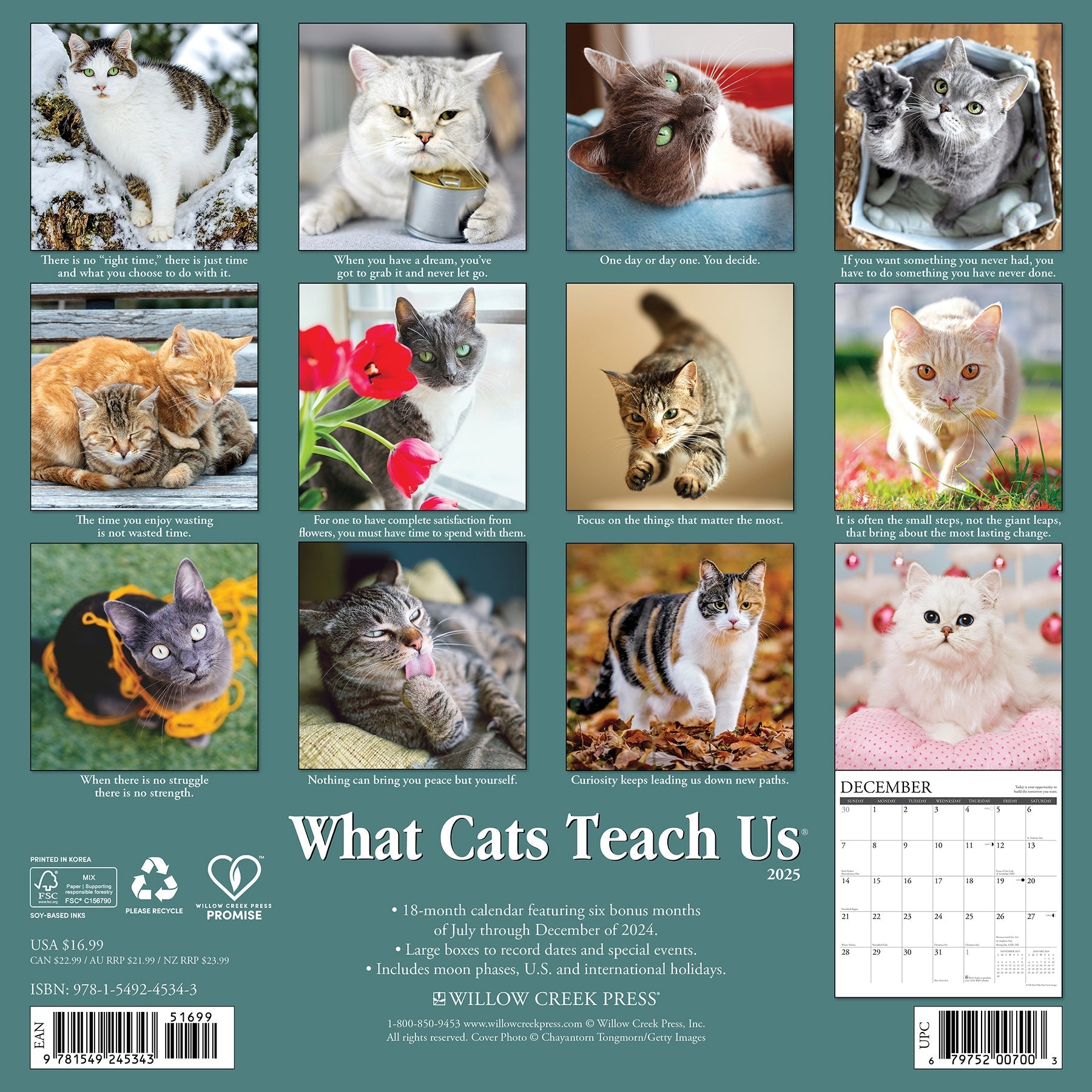 2025 What Cats Teach Us - Square Wall Calendar (US Only)