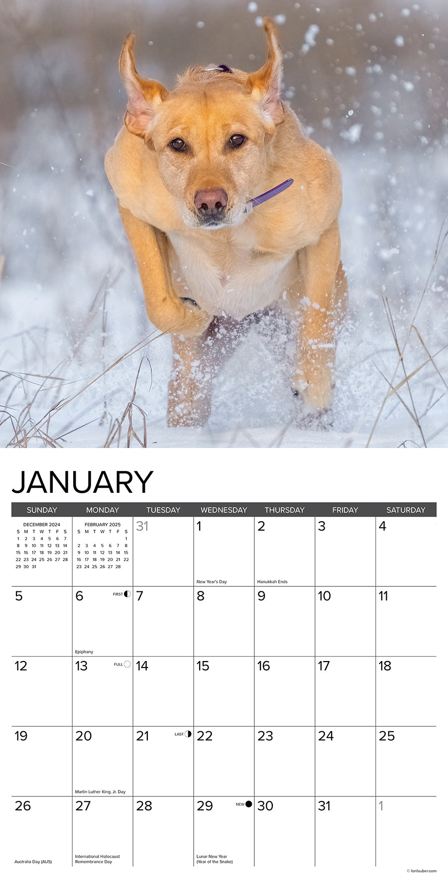 2025 Hunting Labs - Square Wall Calendar (US Only)