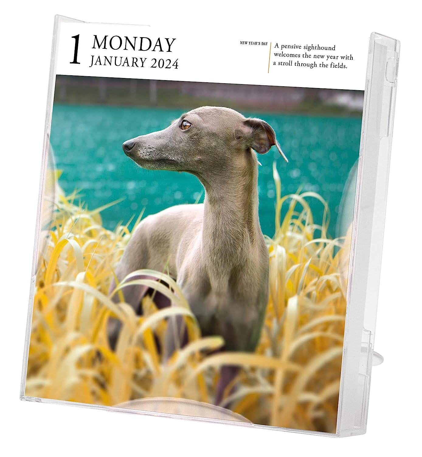 2024 Dog Gallery - Daily Boxed Page-A-Day Calendar  SOLD OUT