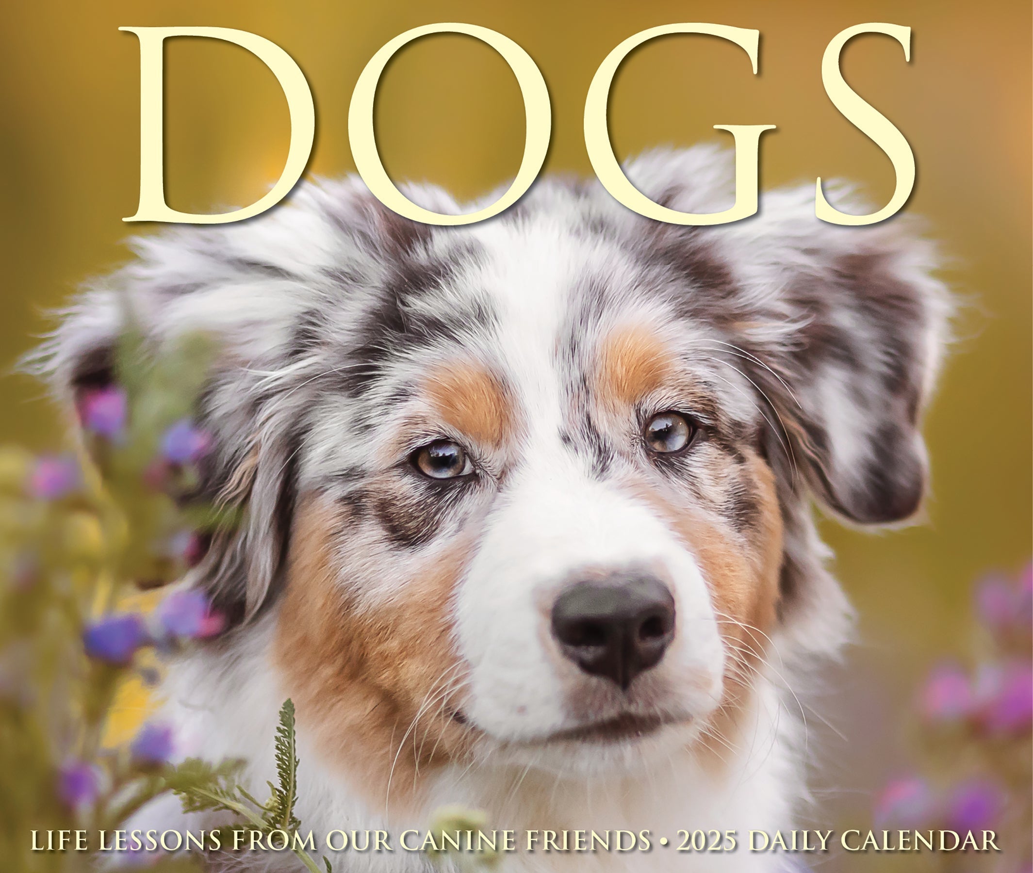 2025 Dogs - Cover Change - Daily Boxed Page-A-Day Calendar (US Only)