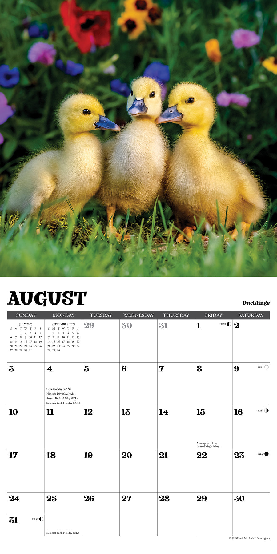 2025 Baby Animals - Square Wall Calendar (US Only)