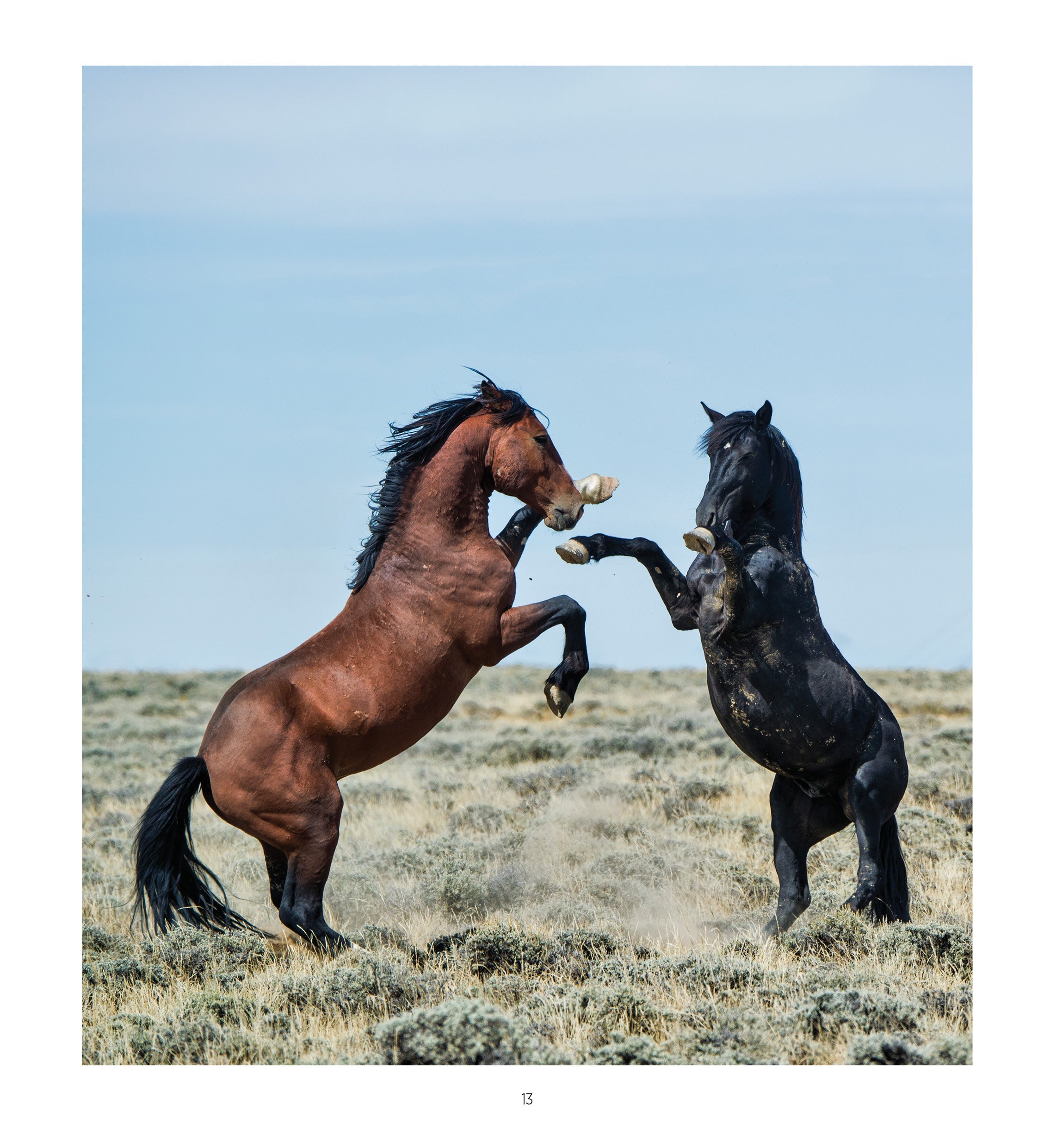 2025 Wild Horses - Bi-Weekly Diary/Planner