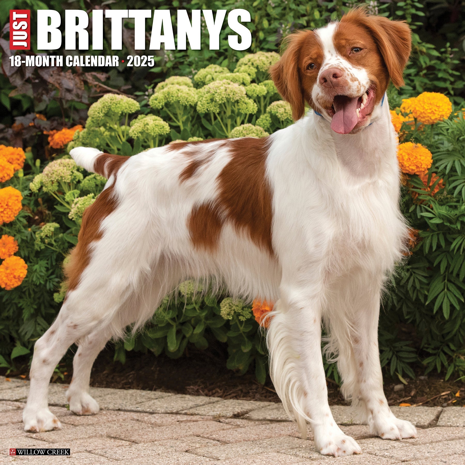 2025 Brittanys - Square Wall Calendar (US Only)