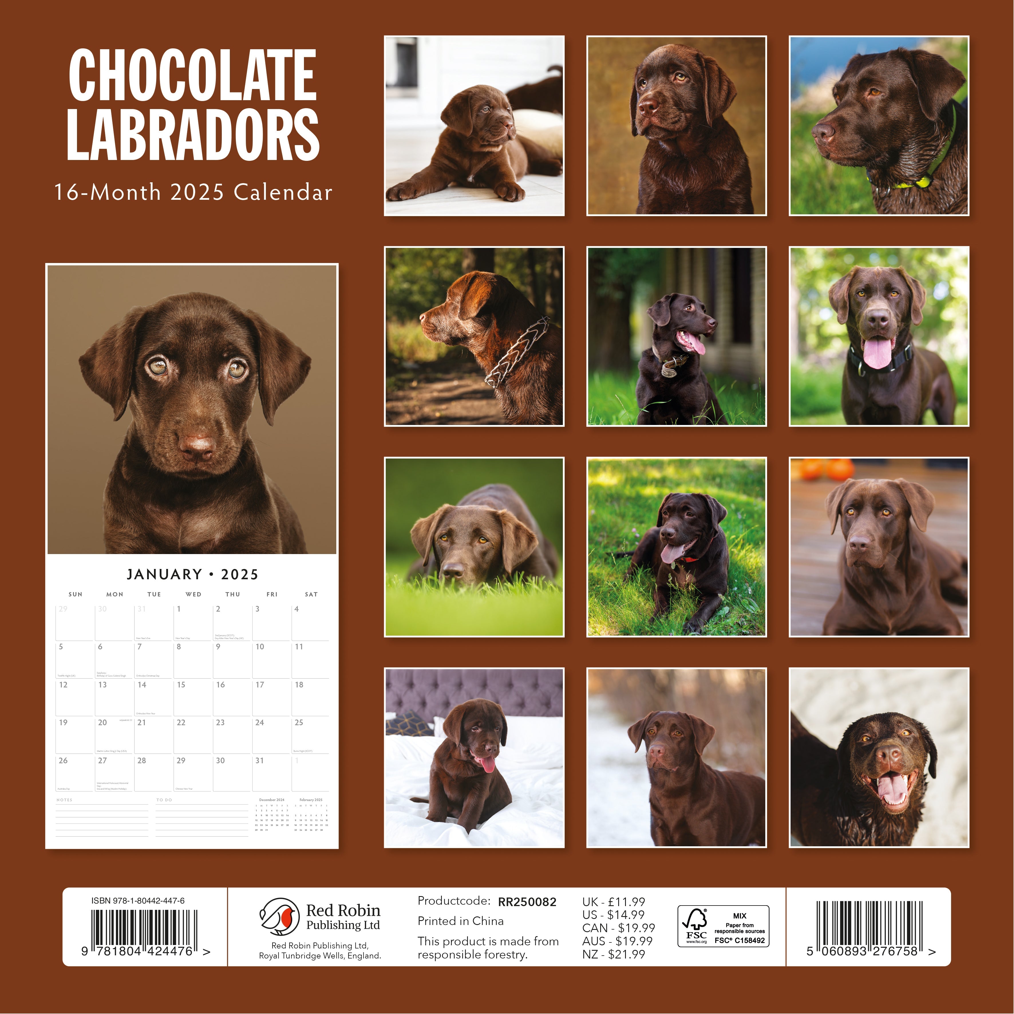 2025 Chocolate Labradors - Square Wall Calendar