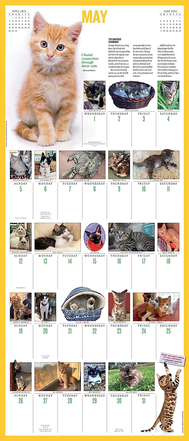 2024 365 Kittens-A-Year - Deluxe Wall Calendar