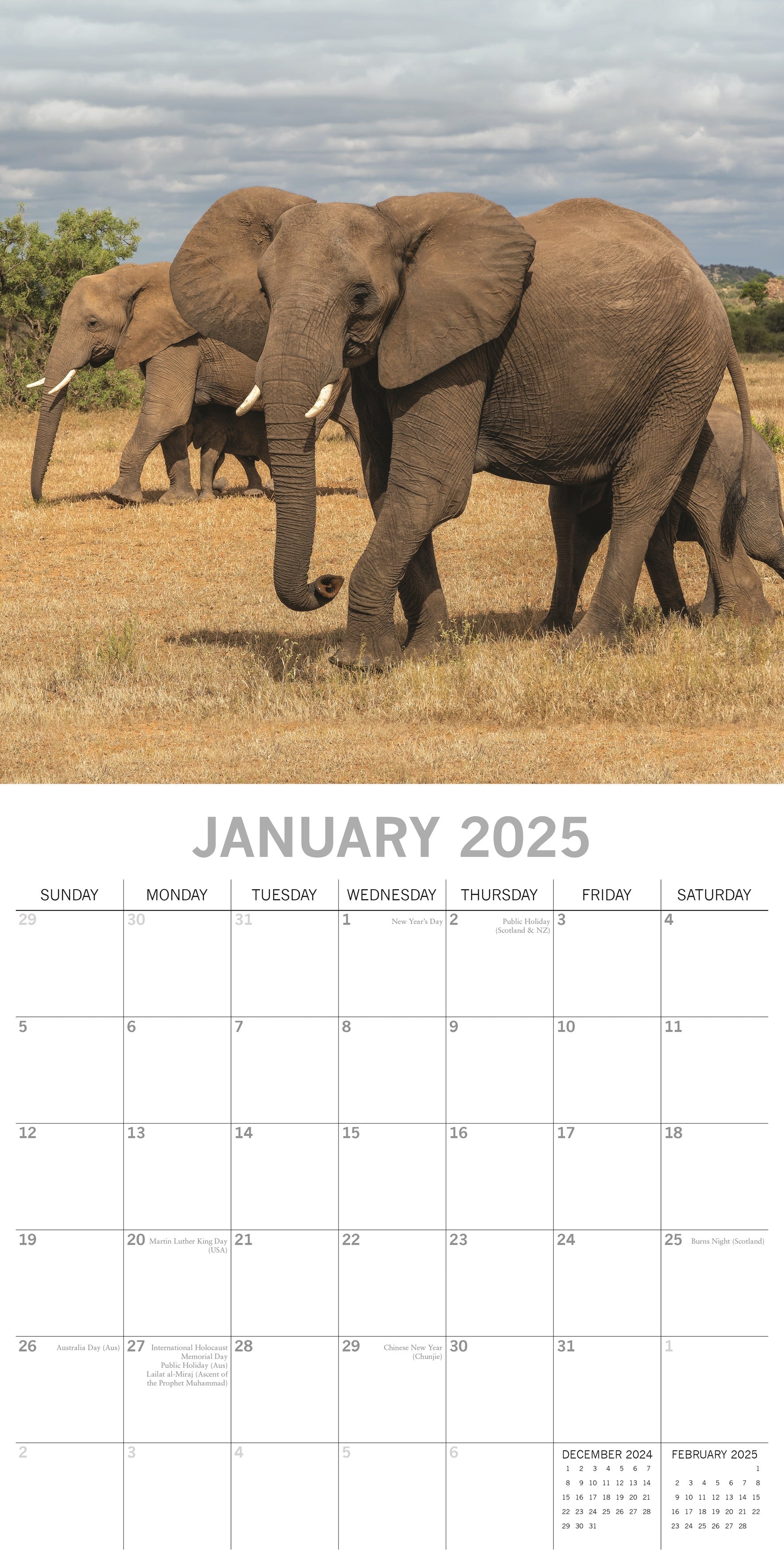 2025 Elephants - Square Wall Calendar