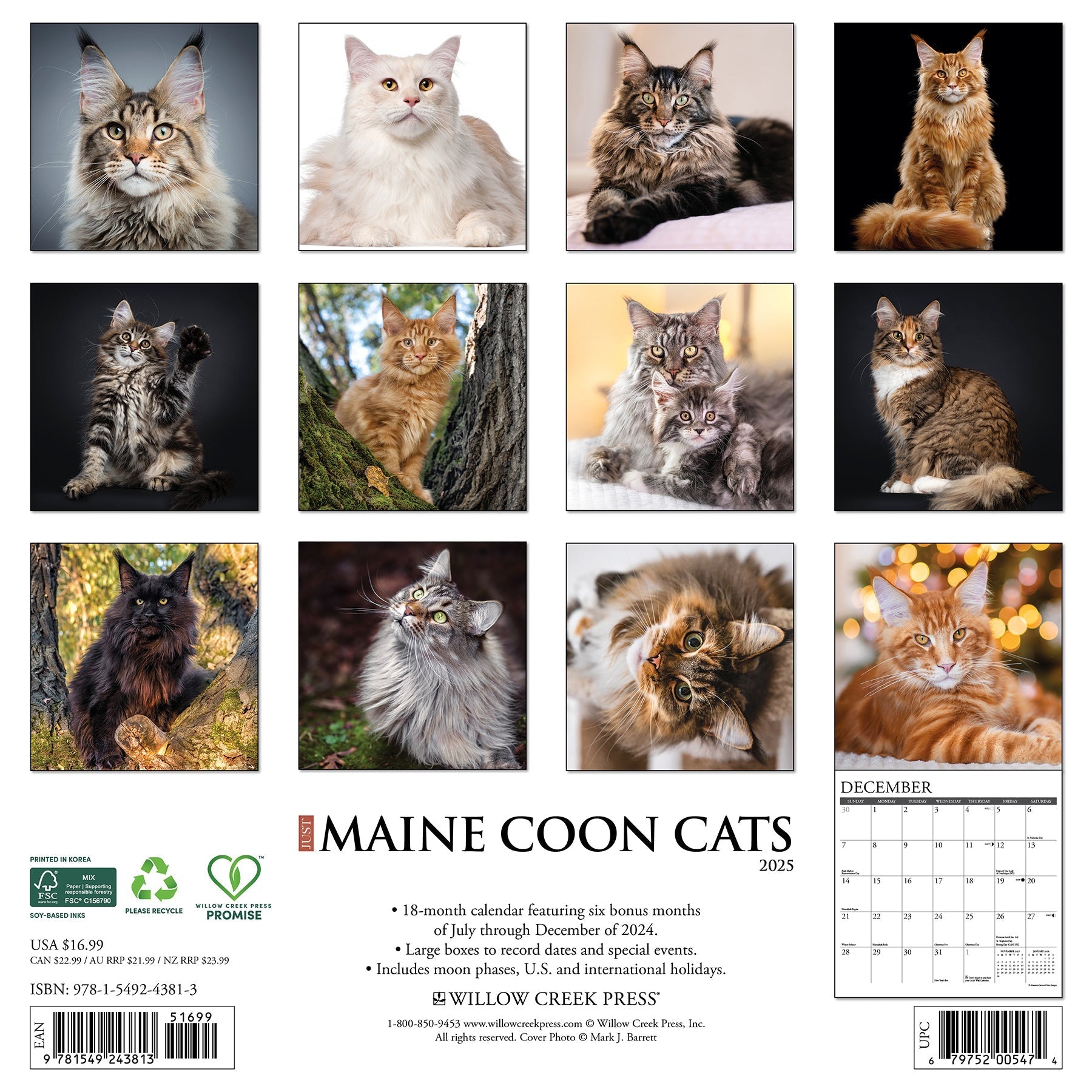 2025 Maine Coon Cats - Square Wall Calendar (US Only)