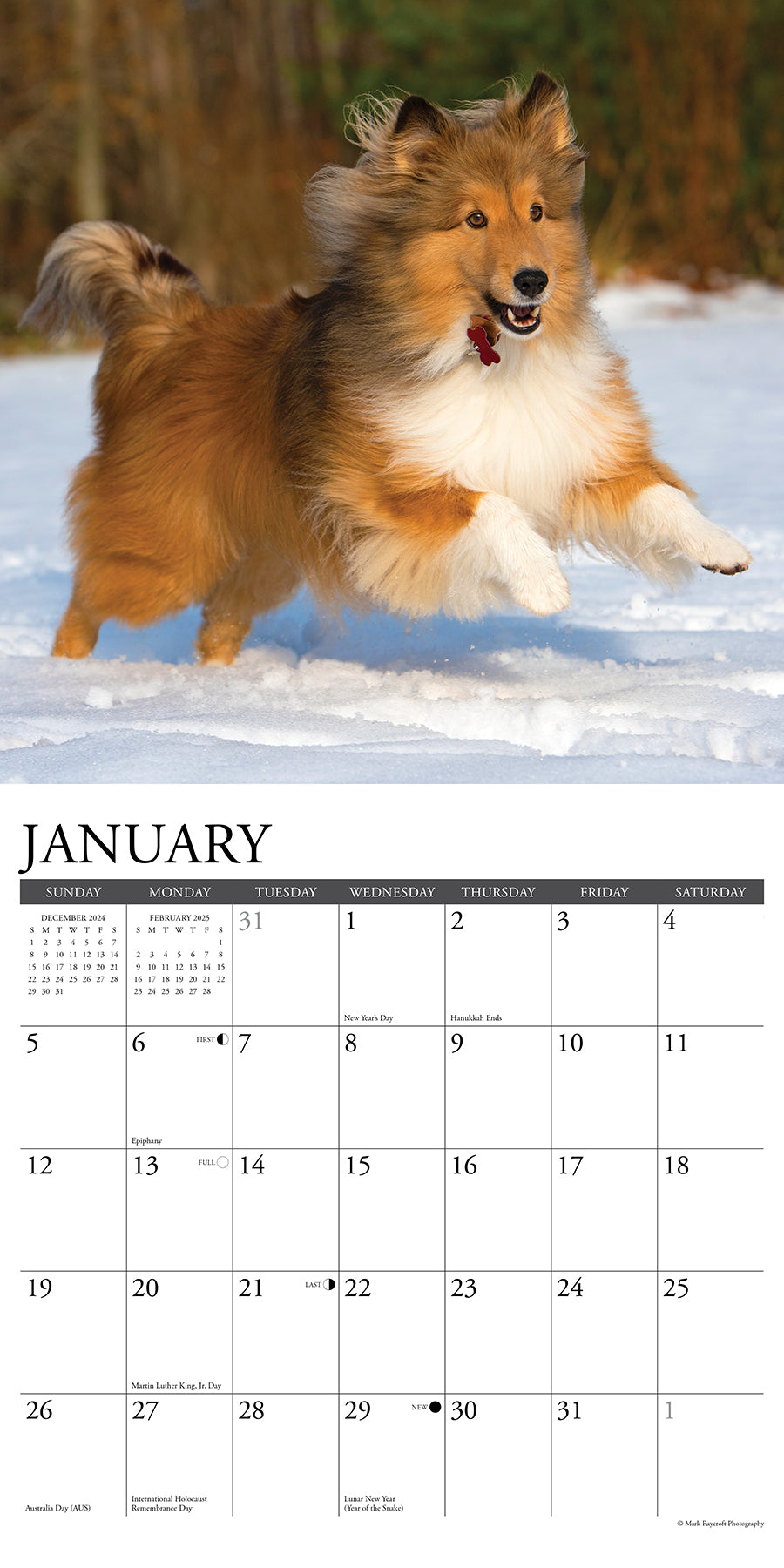 2025 Shelties - Square Wall Calendar (US Only)