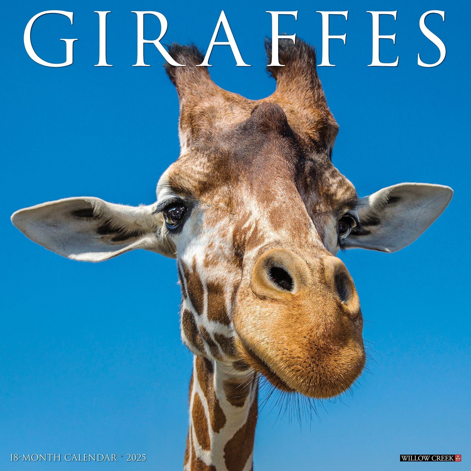 2025 Giraffes - Square Wall Calendar (US Only)