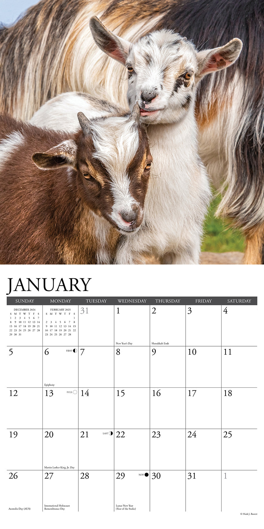 2025 Baby Goats - Square Wall Calendar (US Only)