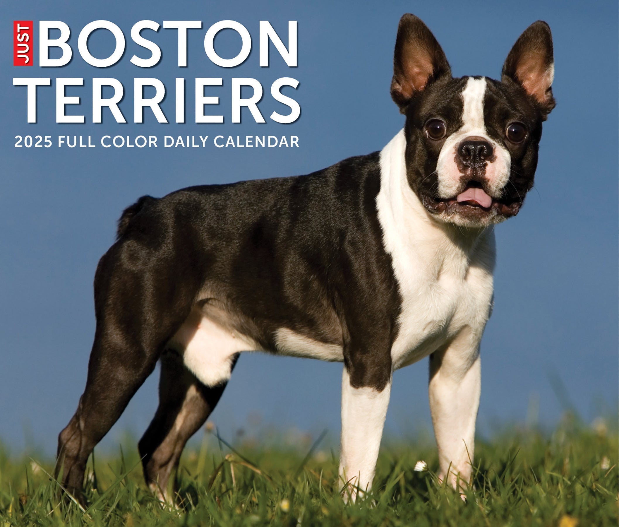 2025 Boston Terriers - Daily Boxed Page-A-Day Calendar (US Only)