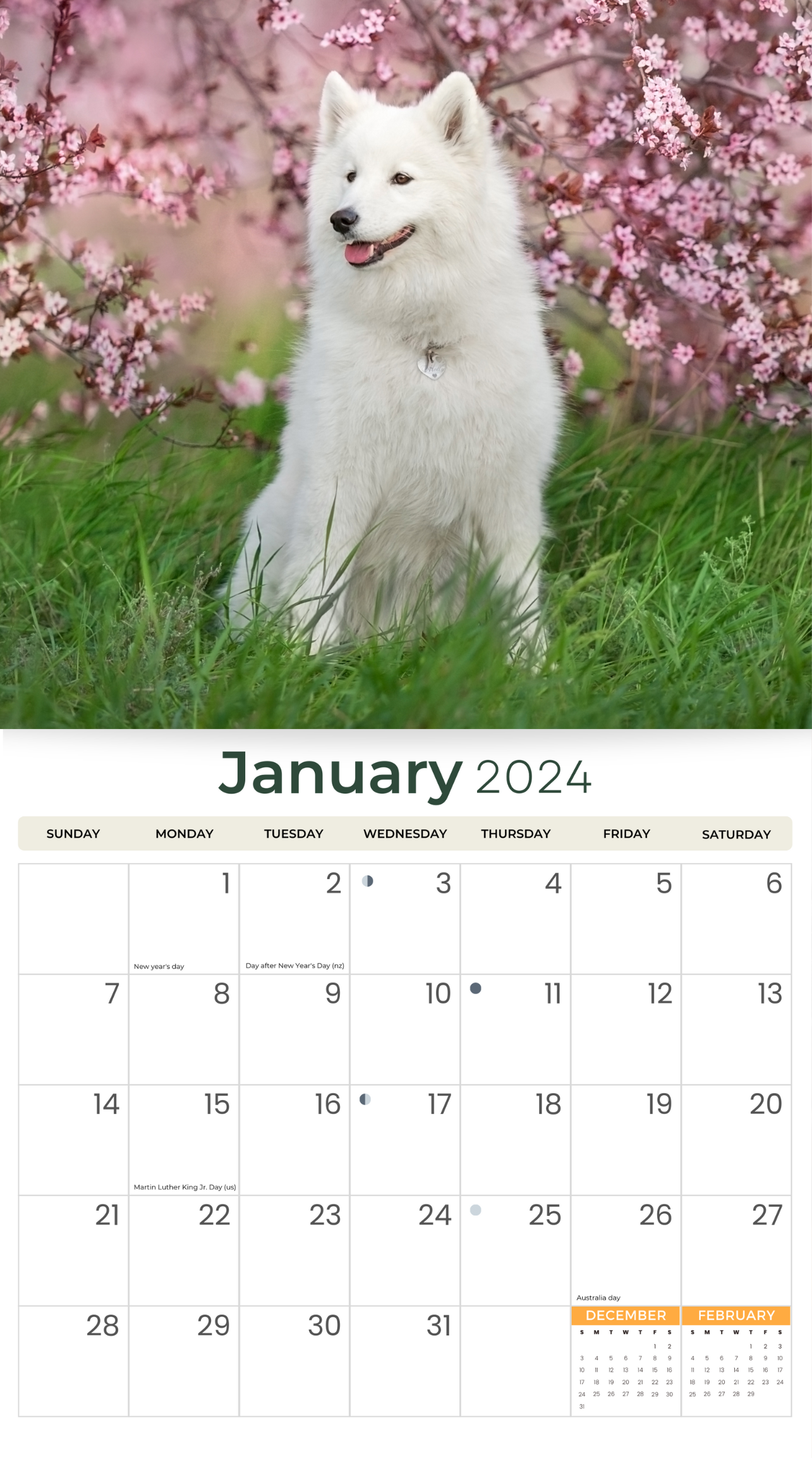 2024 Samoyeds - Deluxe Wall Calendar