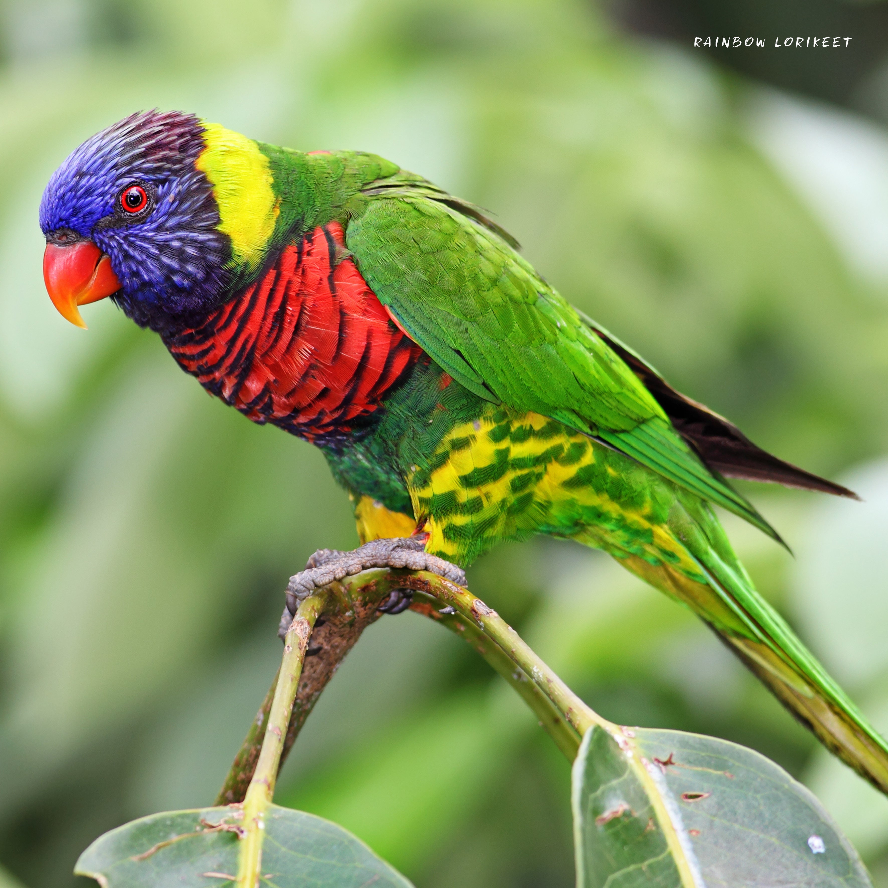 2025 Our Australia Exotic Birds - Square Wall Calendar