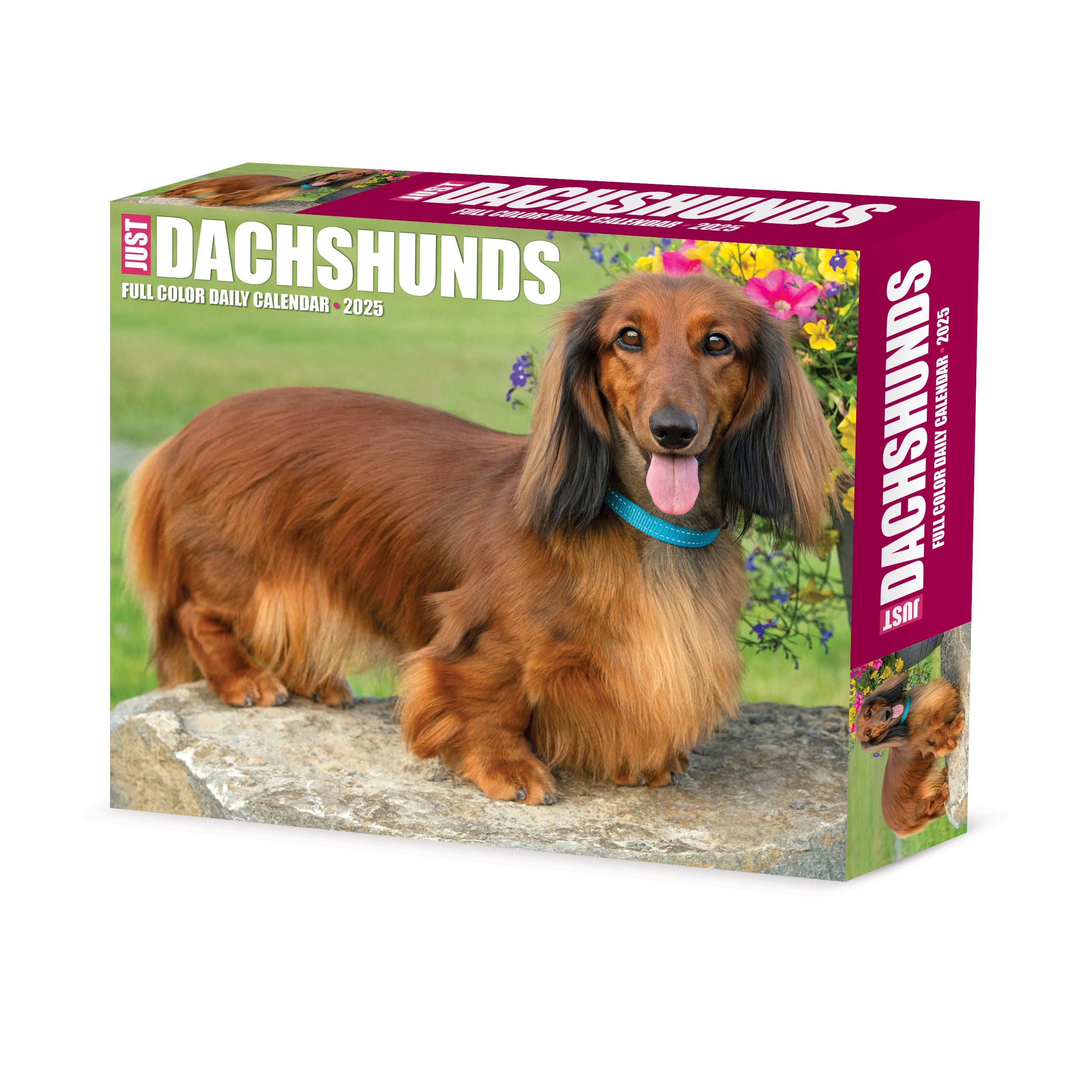 2025 Dachshunds - Daily Boxed Page-A-Day Calendar (US Only)