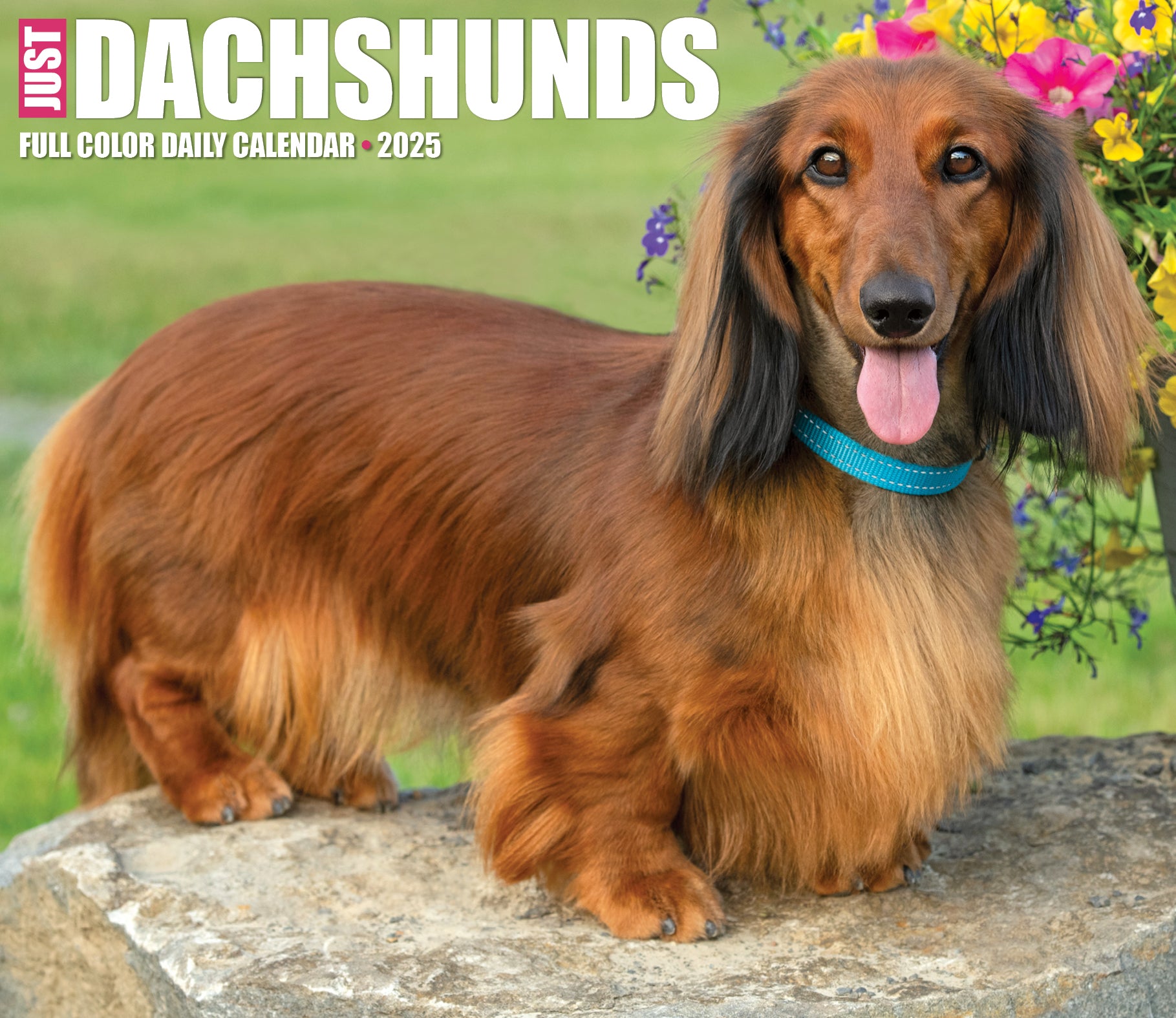 2025 Dachshunds - Daily Boxed Page-A-Day Calendar (US Only)