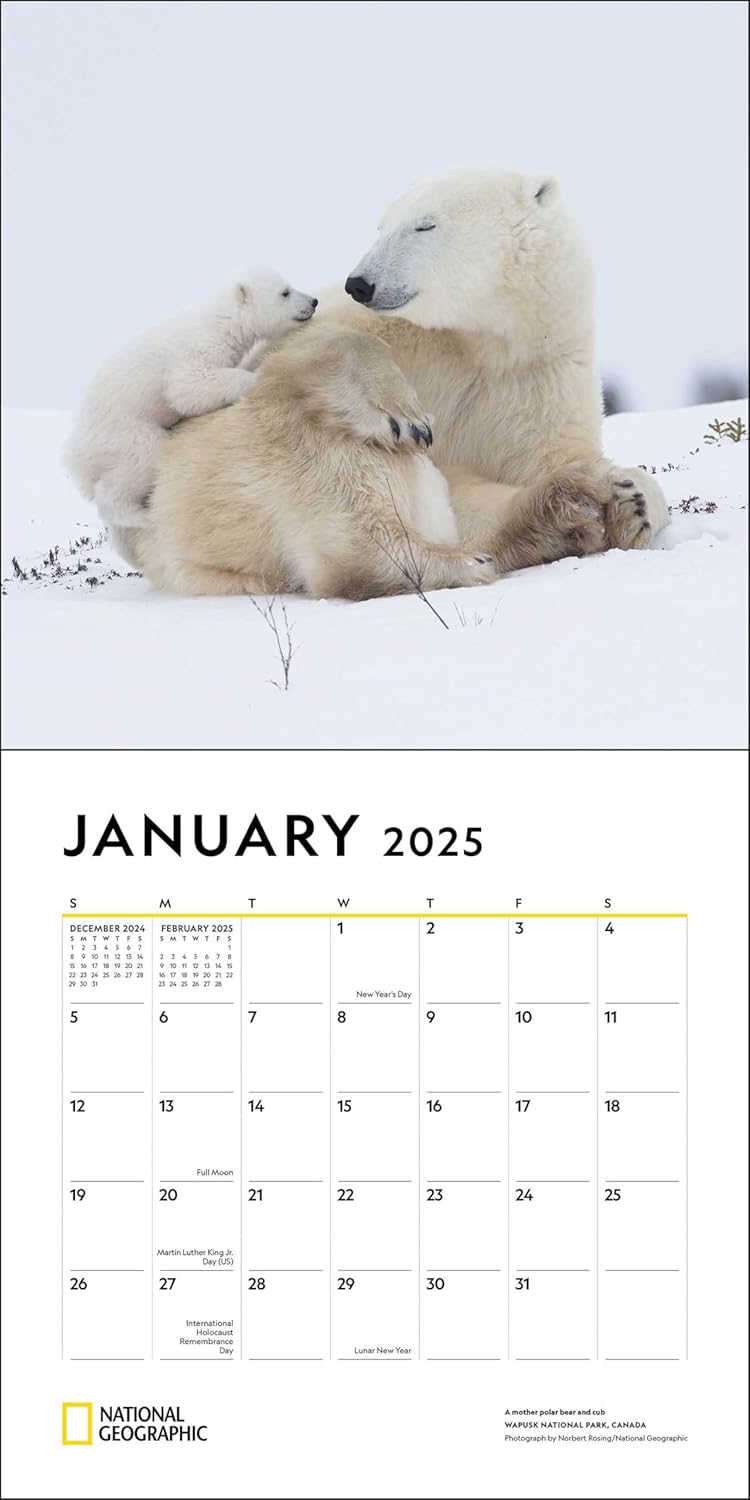 2025 National Geographic: Animal Families - Square Wall Calendar