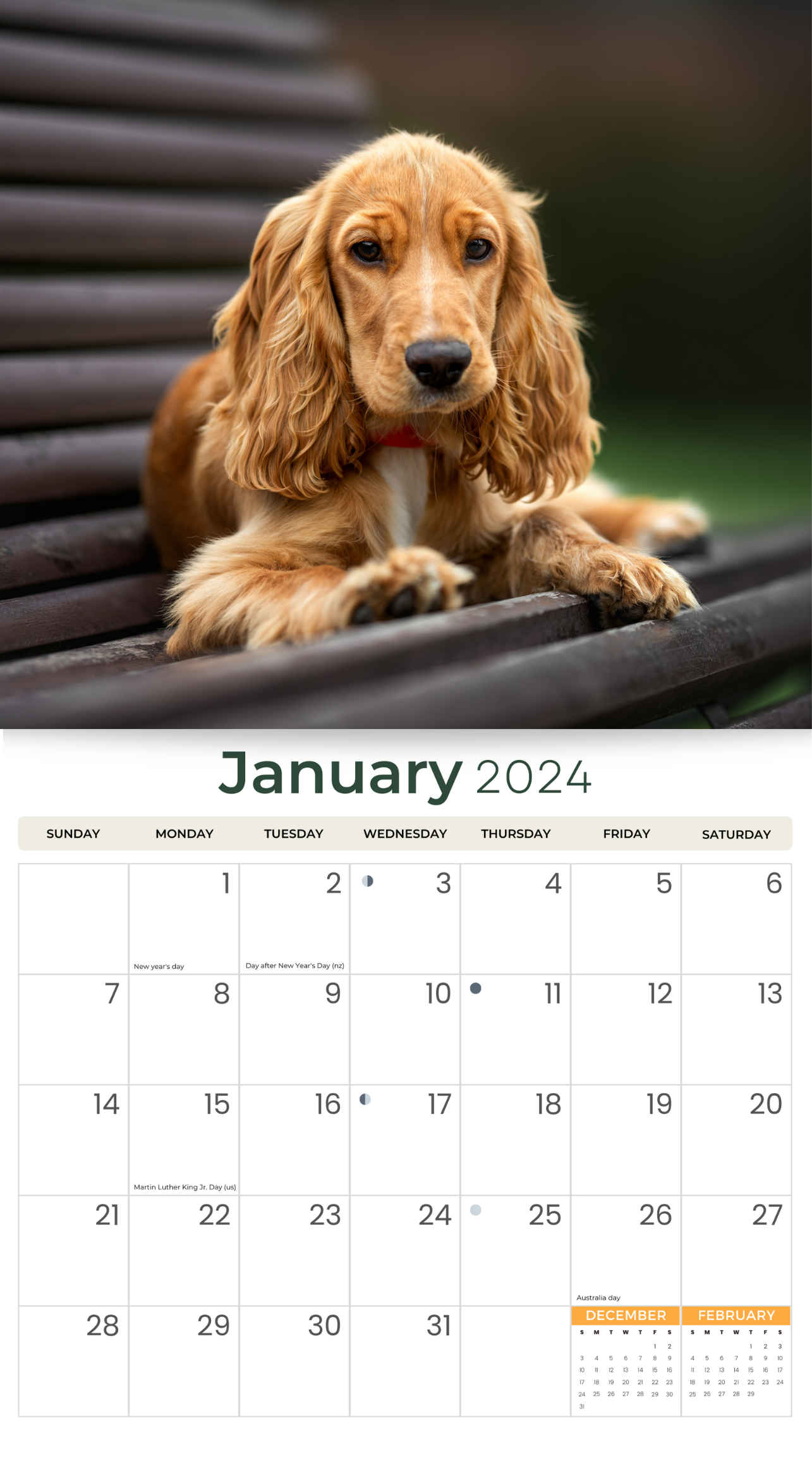2024 English Cocker Spaniels Dogs & Puppies - Deluxe Wall Calendar by Just Calendars - 16 Month - Plastic Free