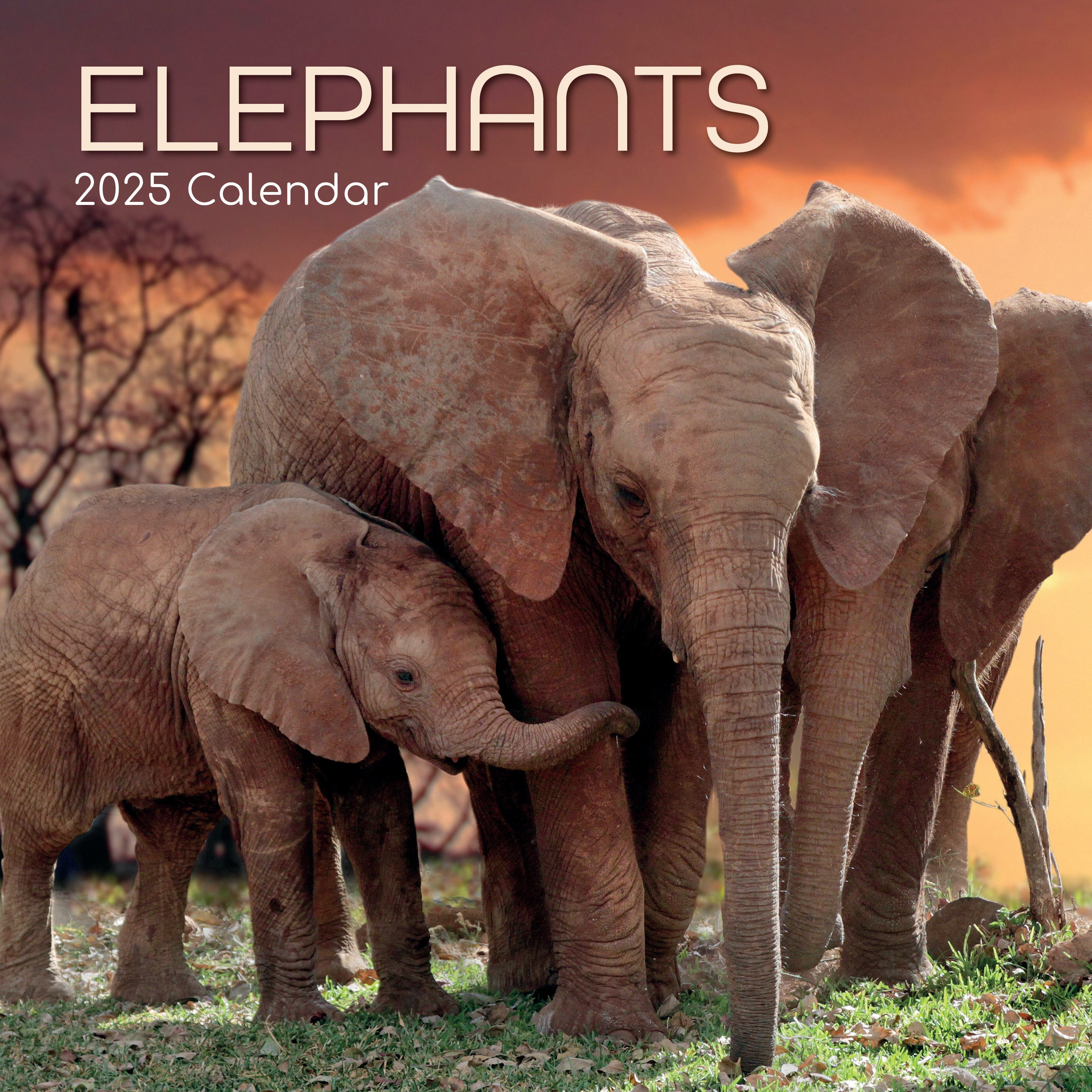 2025 Elephants - Square Wall Calendar