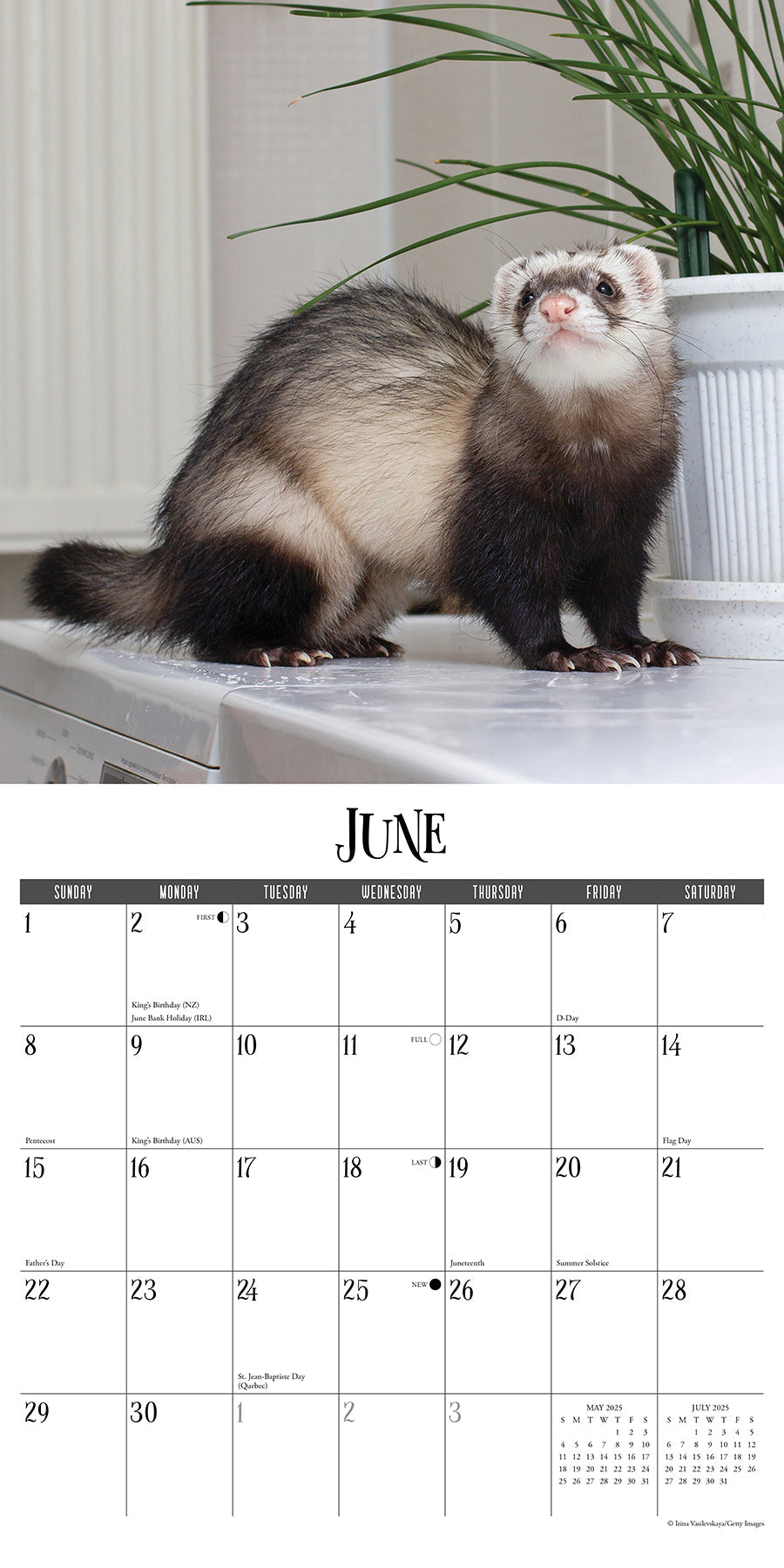 2025 Ferrets - Square Wall Calendar (US Only)