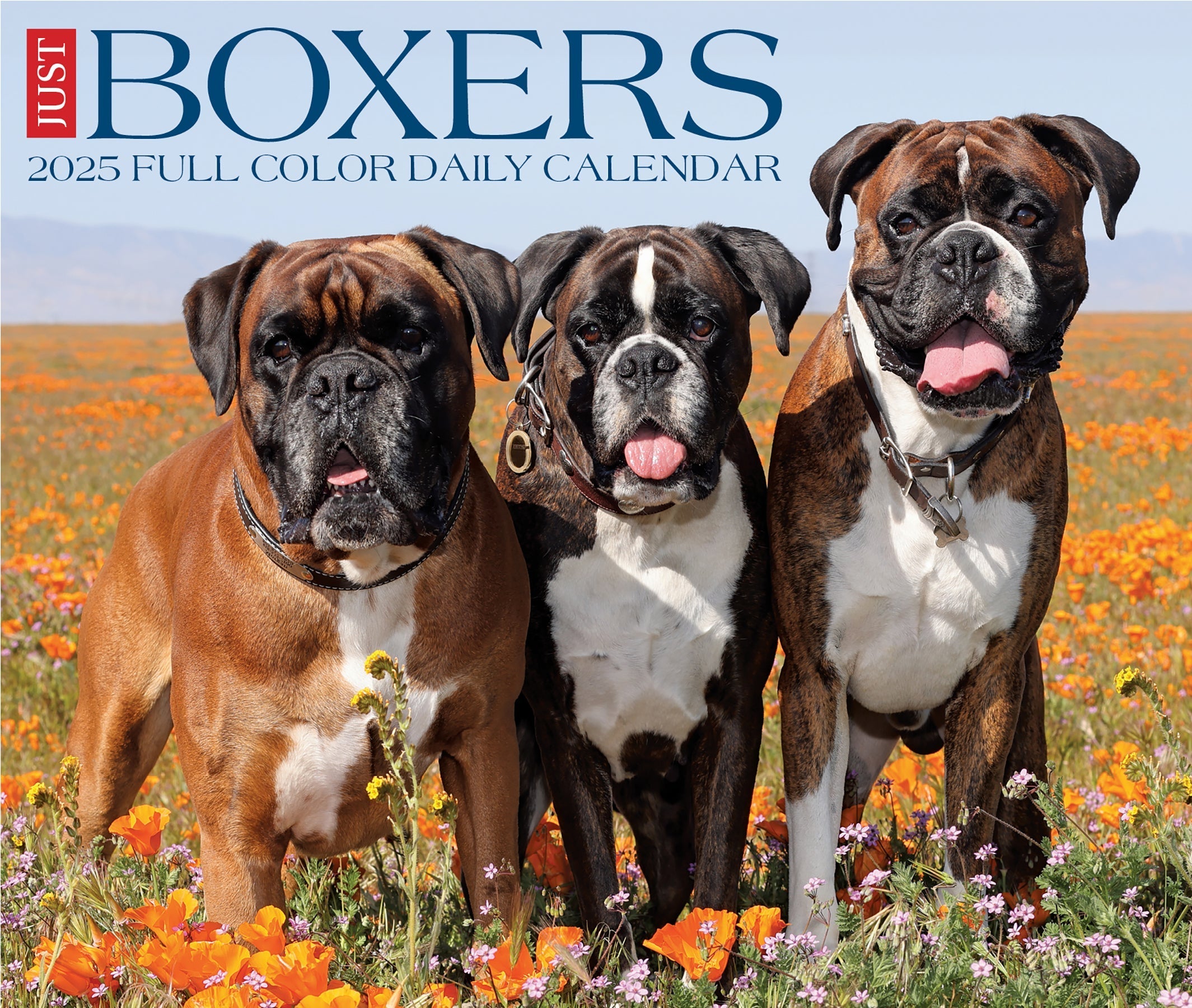 2025 Boxers - Daily Boxed Page-A-Day Calendar (US Only)