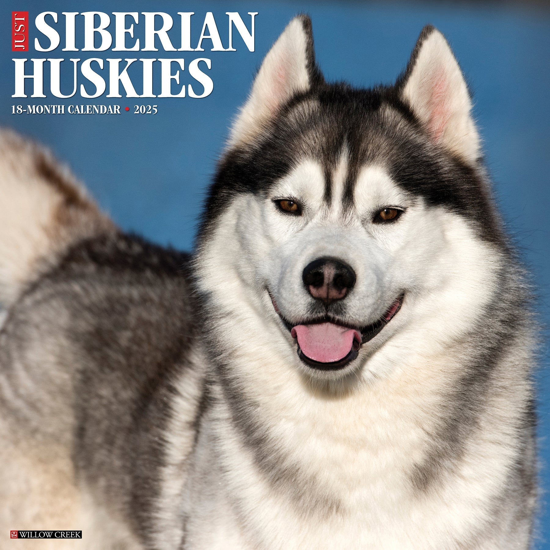 2025 Siberian Huskies - Square Wall Calendar (US Only)