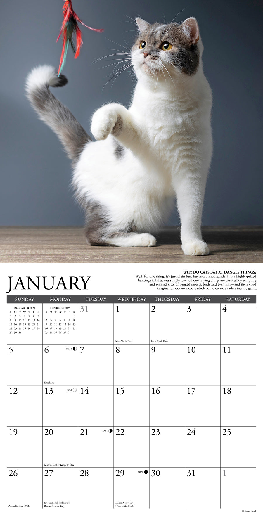 2025 Why Cats Do That - Square Wall Calendar (US Only)