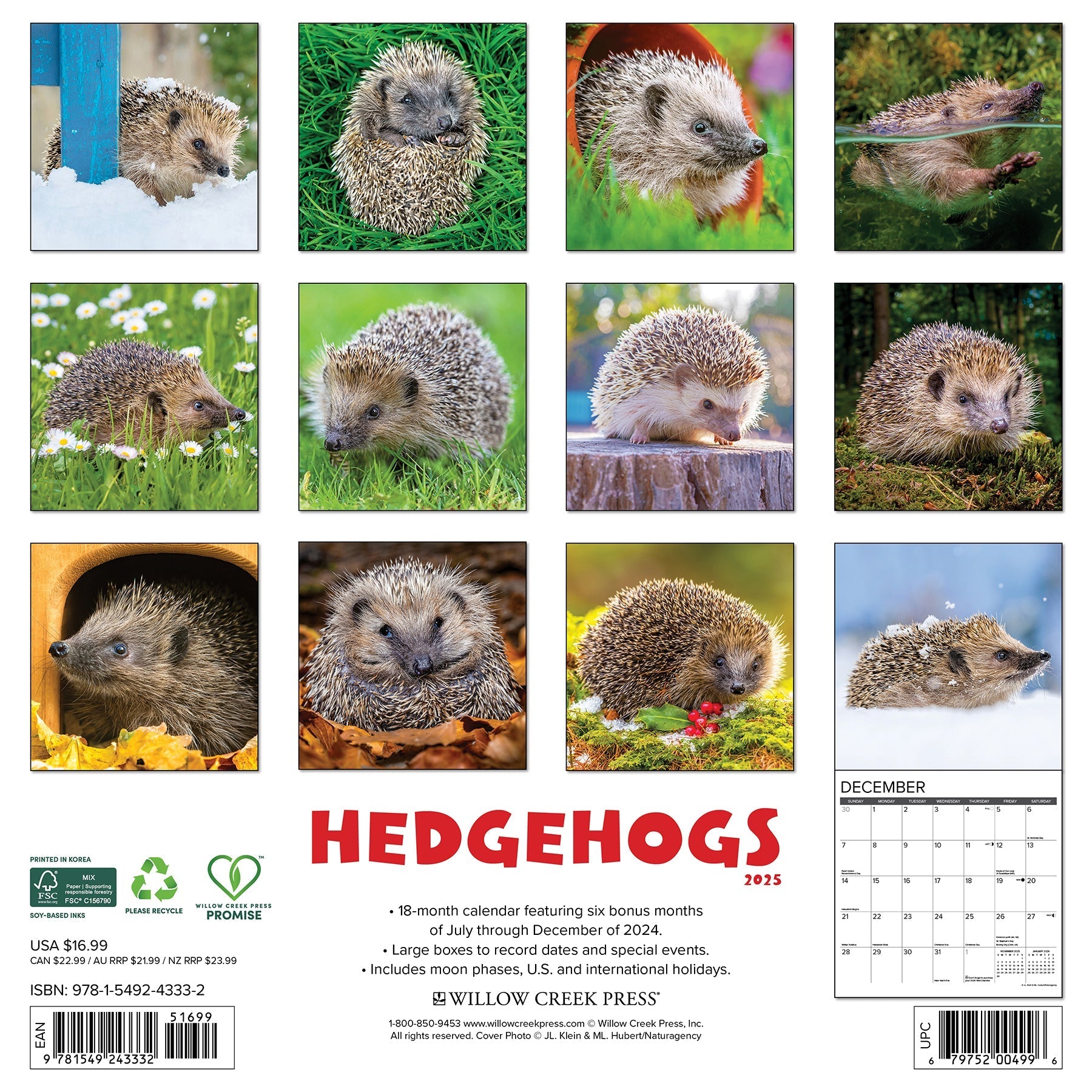 2025 Hedgehogs - Square Wall Calendar (US Only)