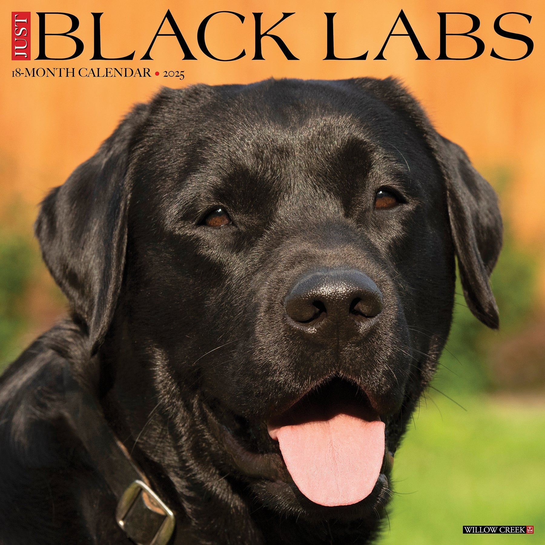 2025 Black Labs - Square Wall Calendar (US Only)