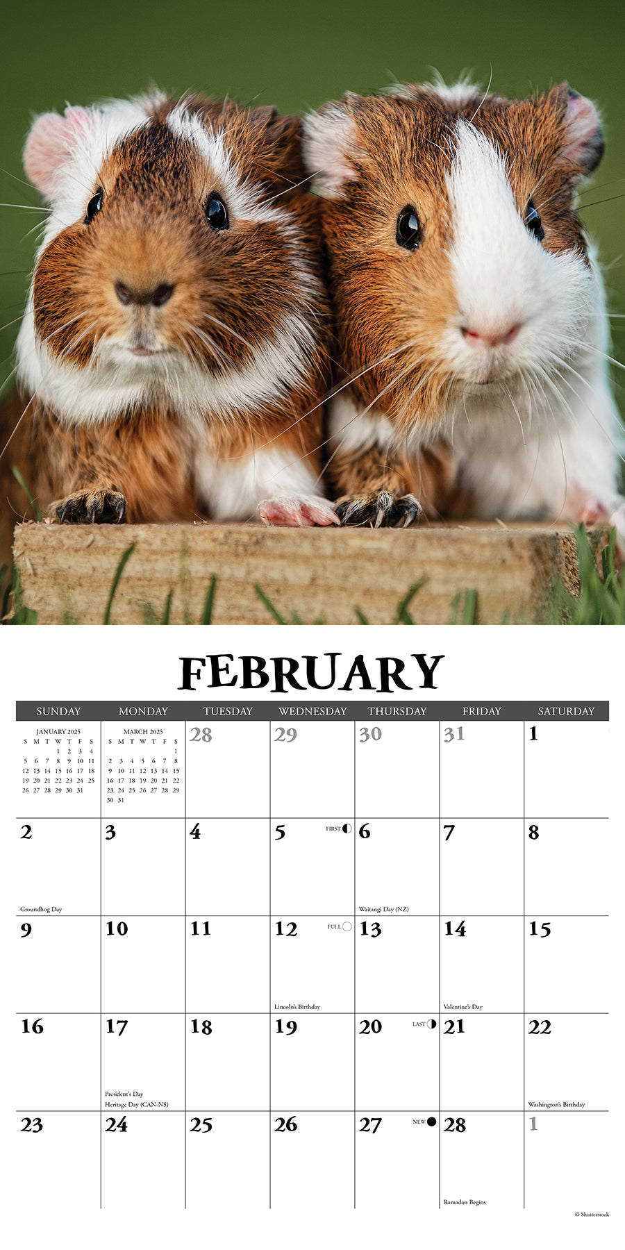 2025 Guinea Pigs - Square Wall Calendar (US Only)