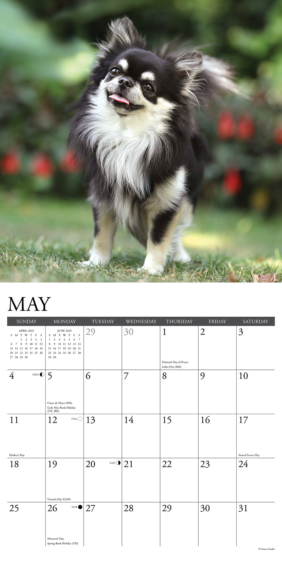 2025 Chihuahuas - Square Wall Calendar (US Only)