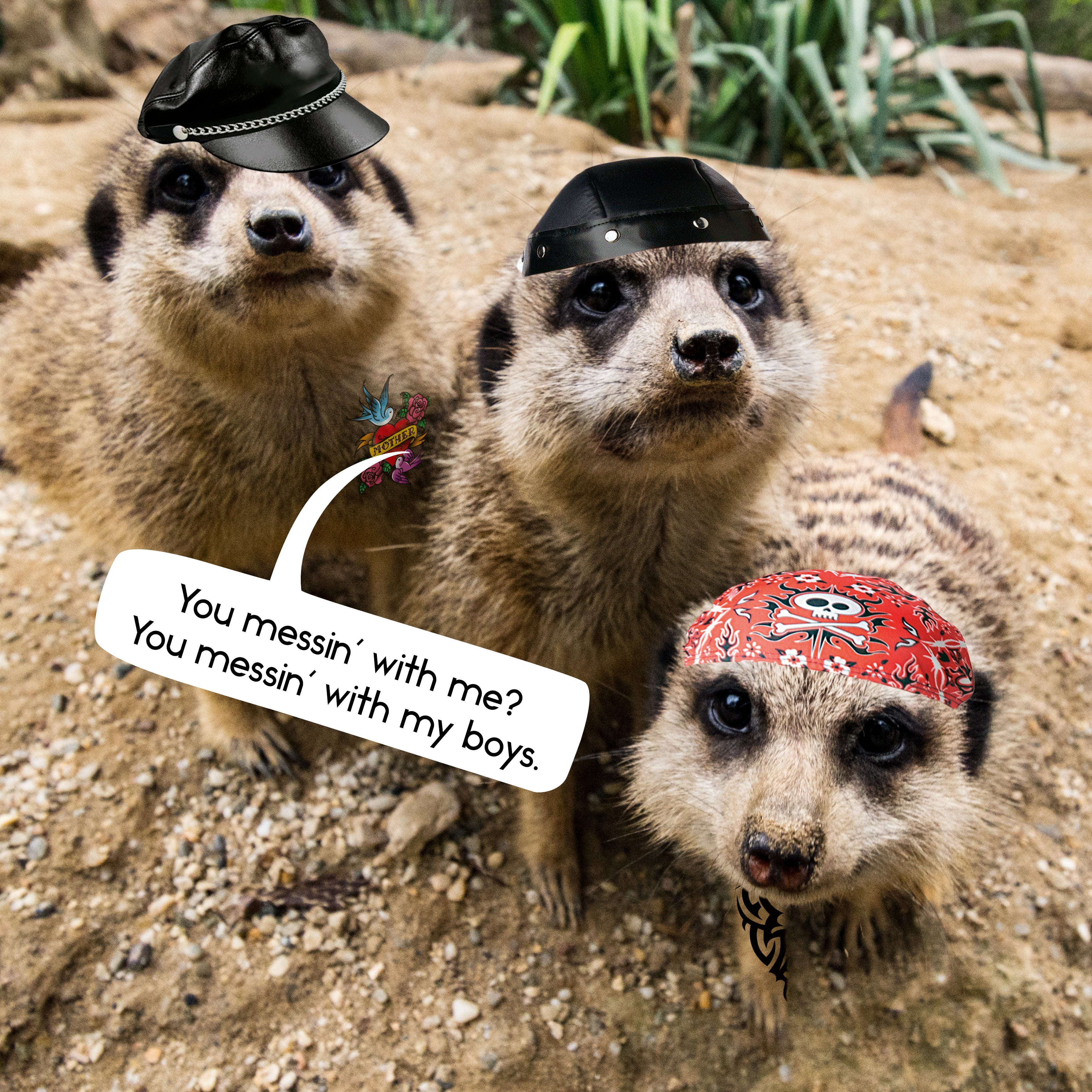 2025 Gangs Of Meerkat Manor - Square Wall Calendar