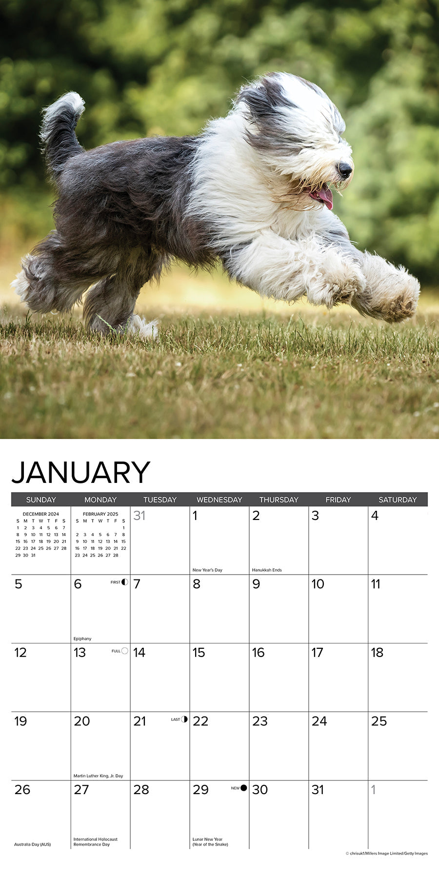 2025 Old English Sheepdogs - Square Wall Calendar (US Only)