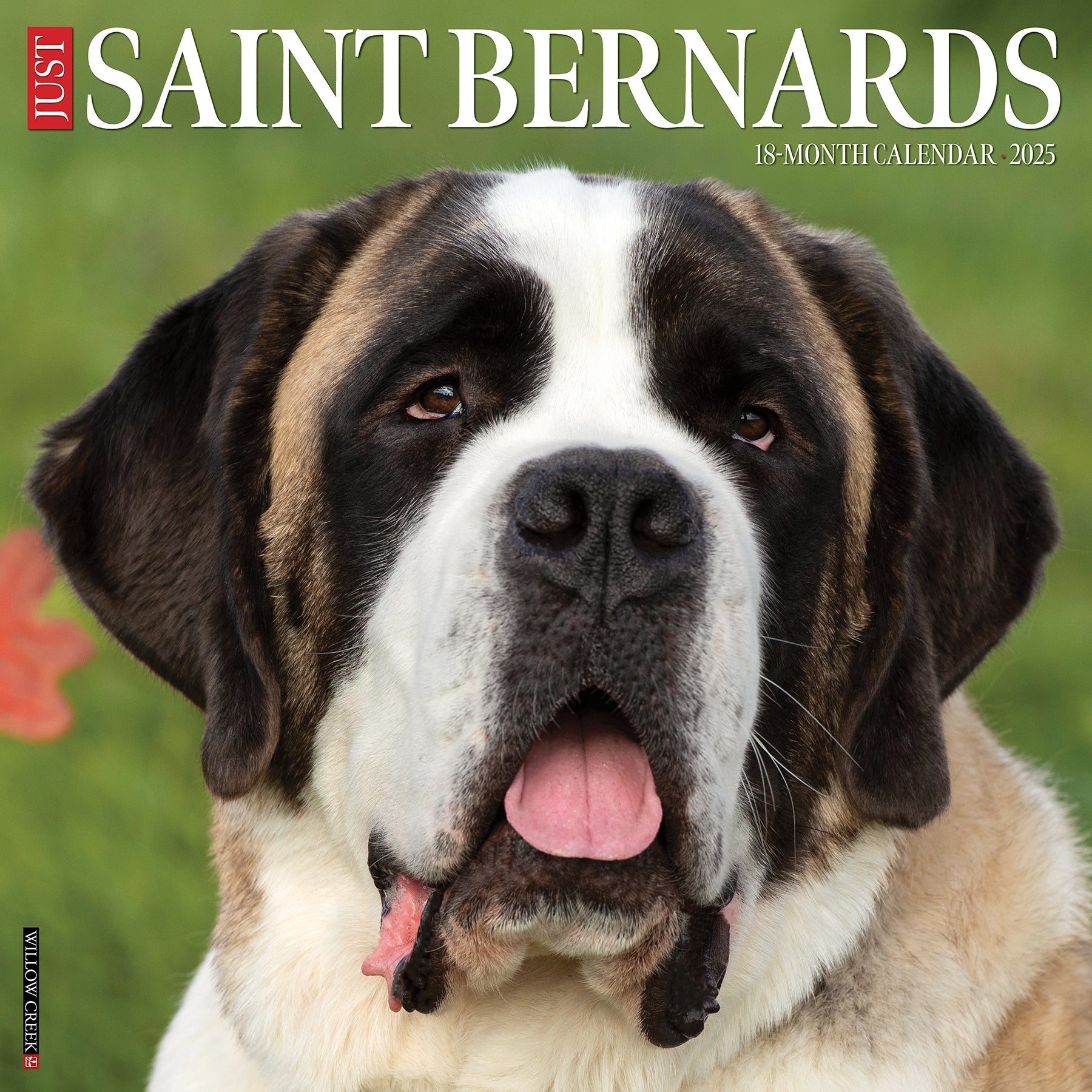 2025 Saint Bernards - Square Wall Calendar (US Only)