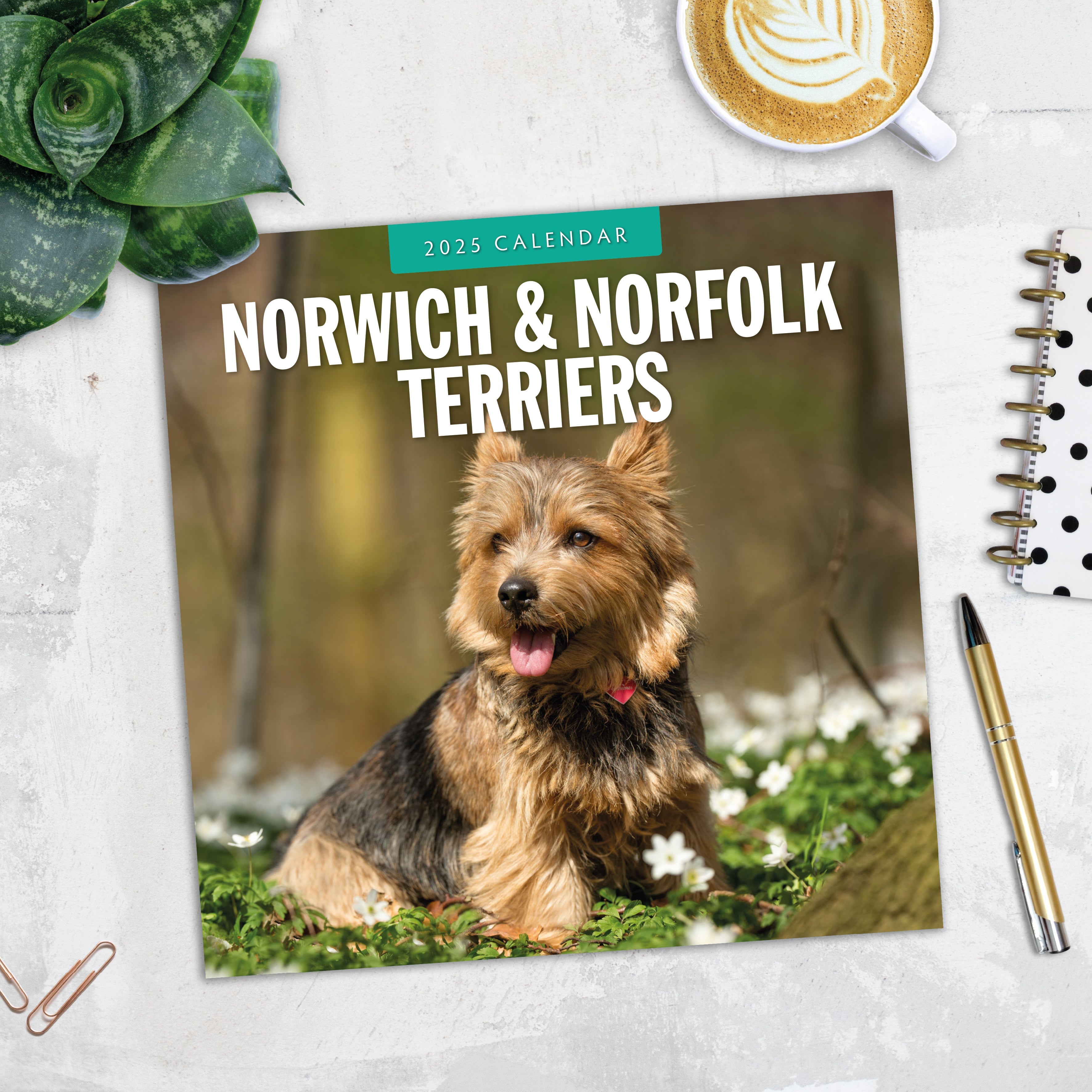 2025 Norwich & Norfolk Terriers - Square Wall Calendar