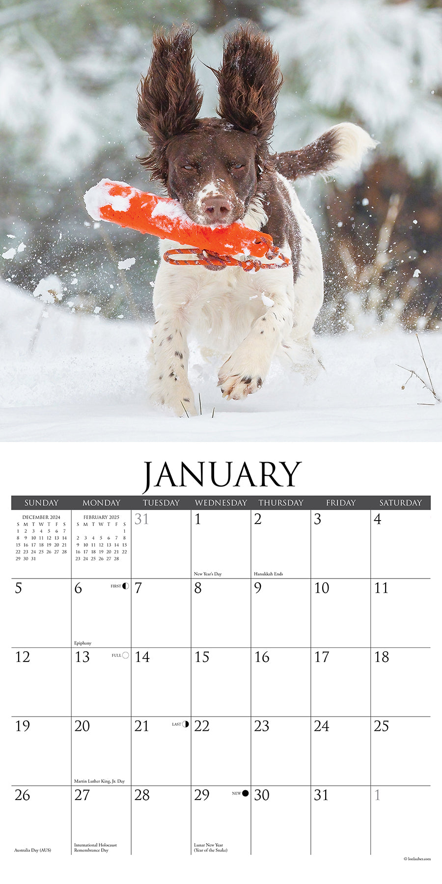 2025 Sporting Dogs - Square Wall Calendar (US Only)