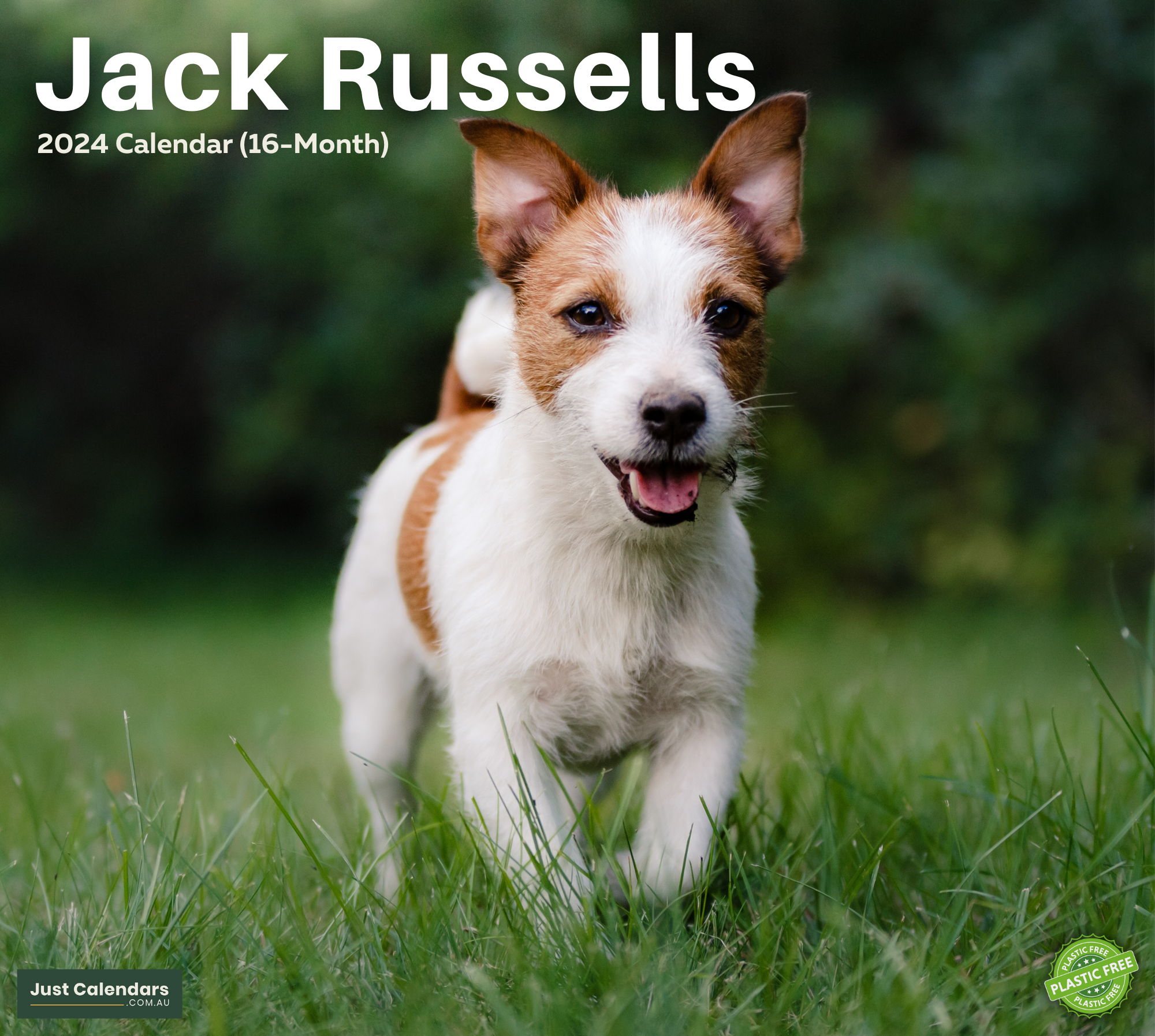 2024 Jack Russells Dogs & Puppies - Deluxe Wall Calendar by Just Calendars - 16 Month - Plastic Free
