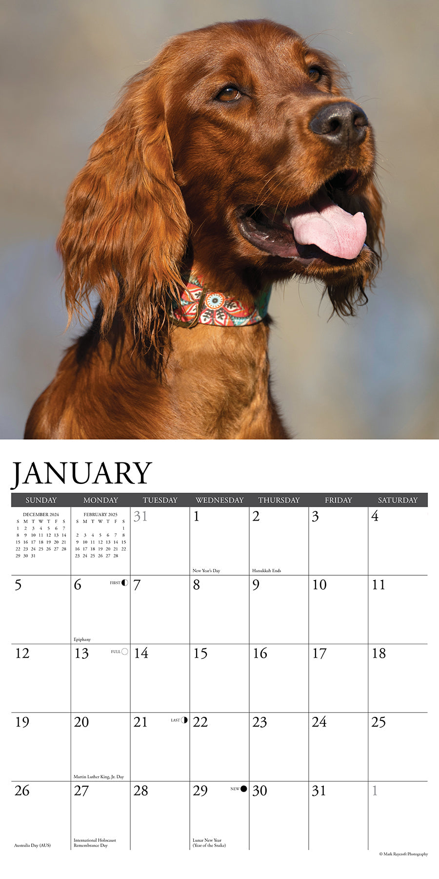 2025 Irish Setters - Square Wall Calendar (US Only)