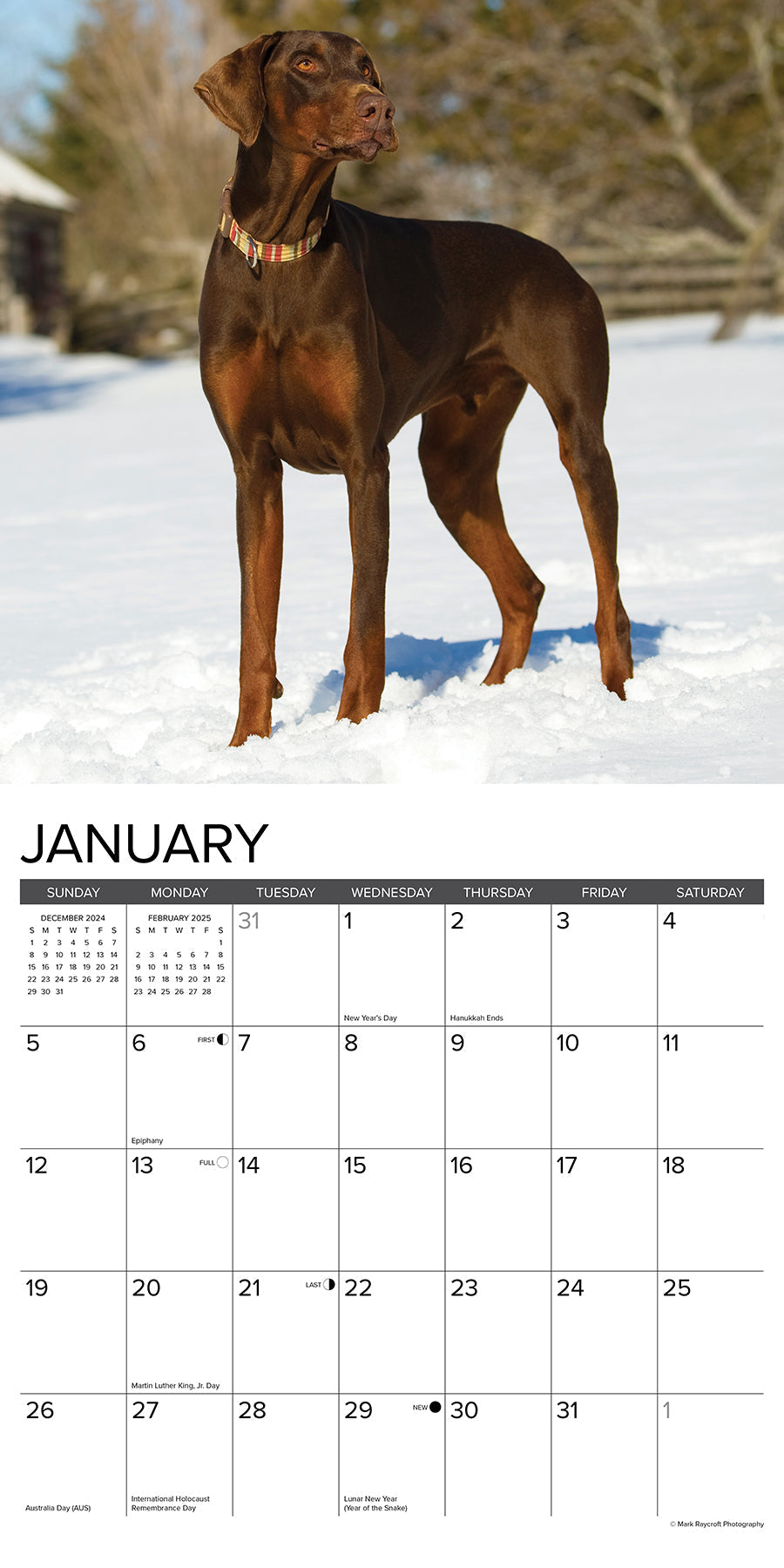 2025 Doberman Pinschers - Square Wall Calendar (US Only)