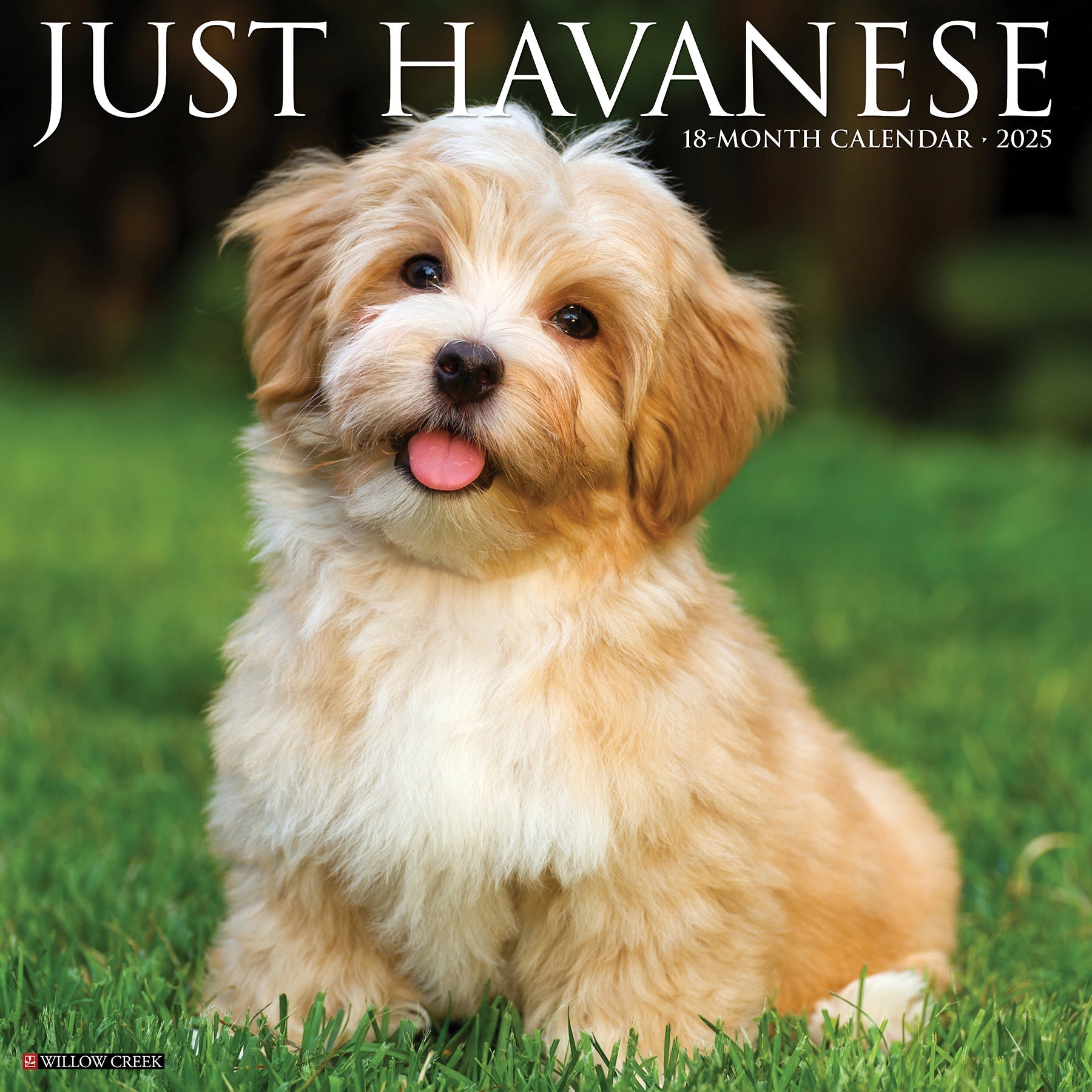 2025 Havanese - Square Wall Calendar (US Only)